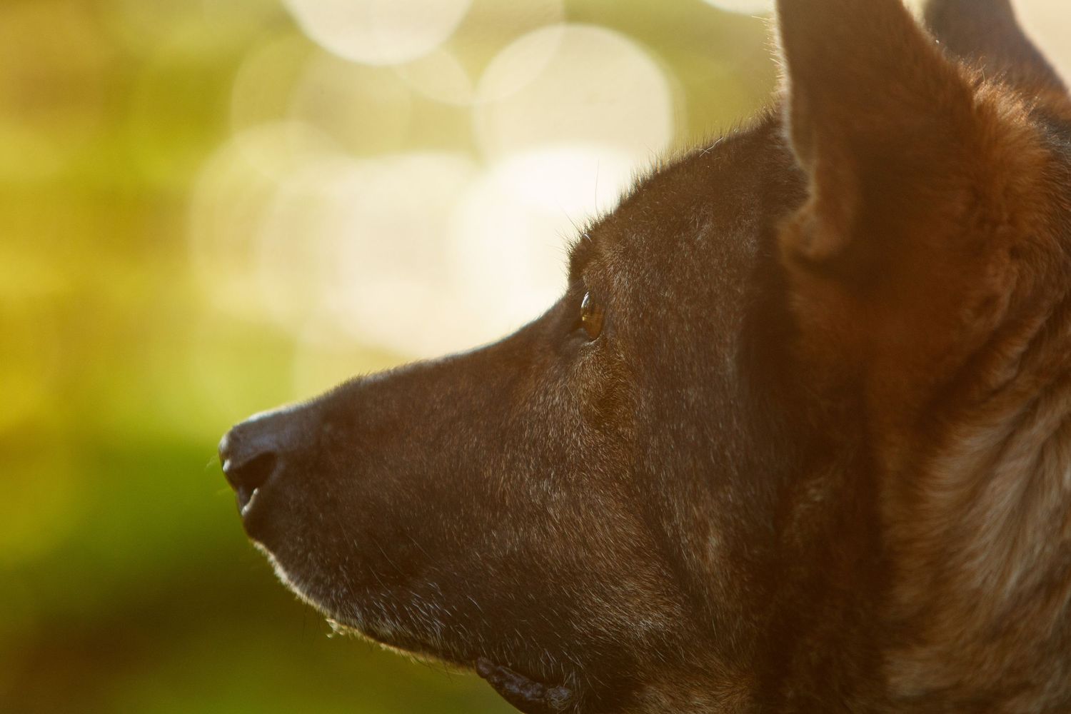 close-up of a german shepherd's face with a green bokeh background.