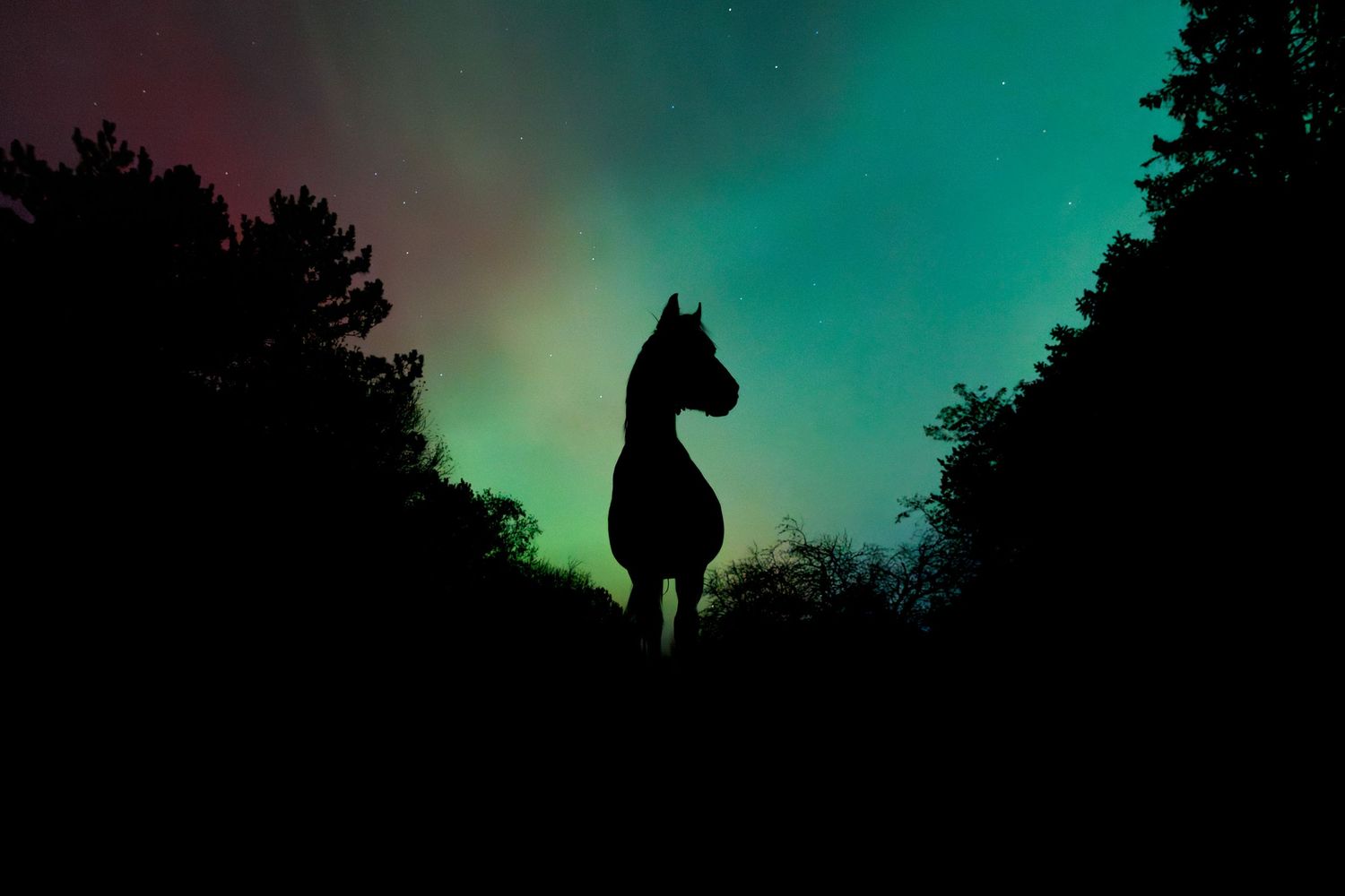 A silhouetted horse stands against a vibrant turquoise and green aurora borealis sky framed by trees