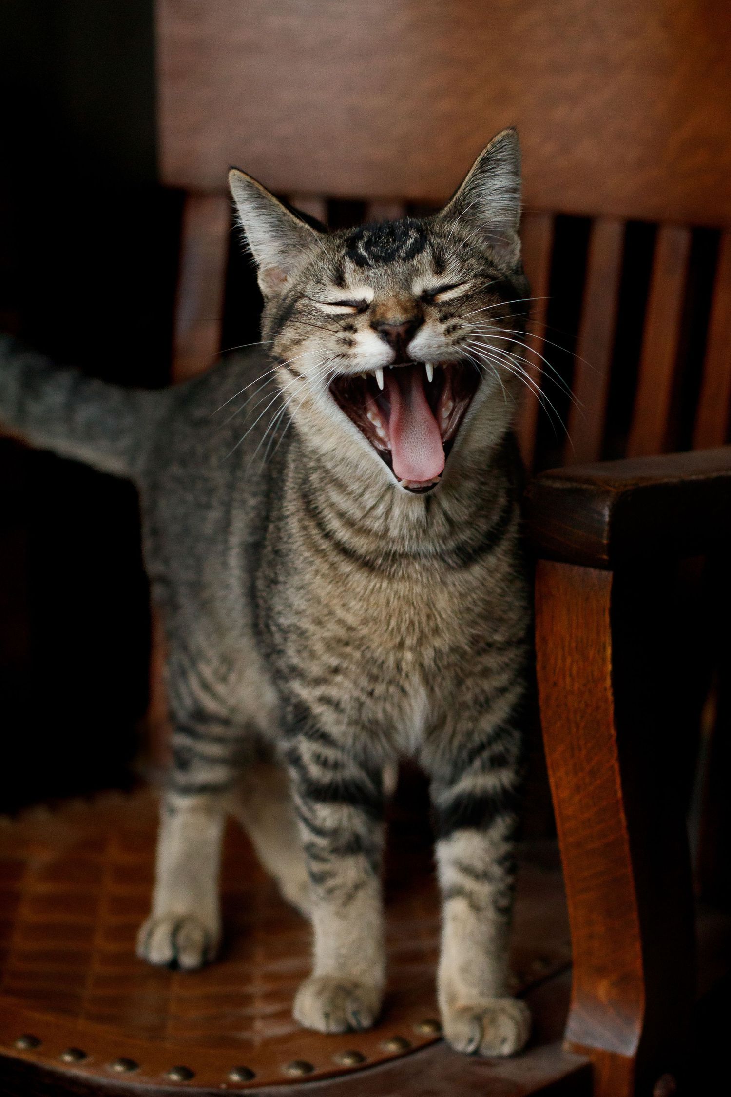 Tabby cat yawning while sitting on wooden chair and a dark portrait setting.