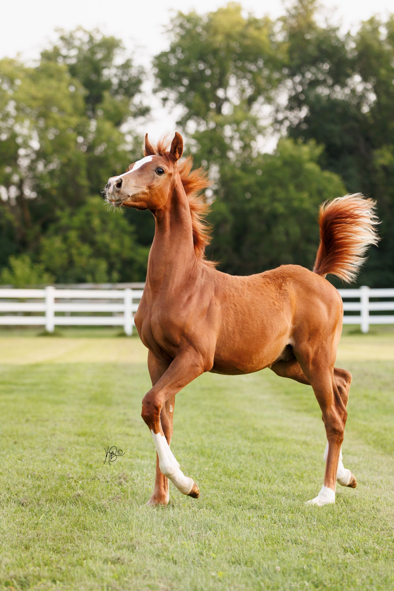 An energetic chestnut foal prances in a grassy paddock with white fence in background.