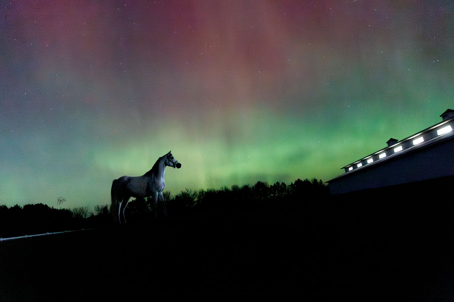 Wide photo of a gray arabian horse and a lit up barn, against the reds and greens and blues of the northern lights