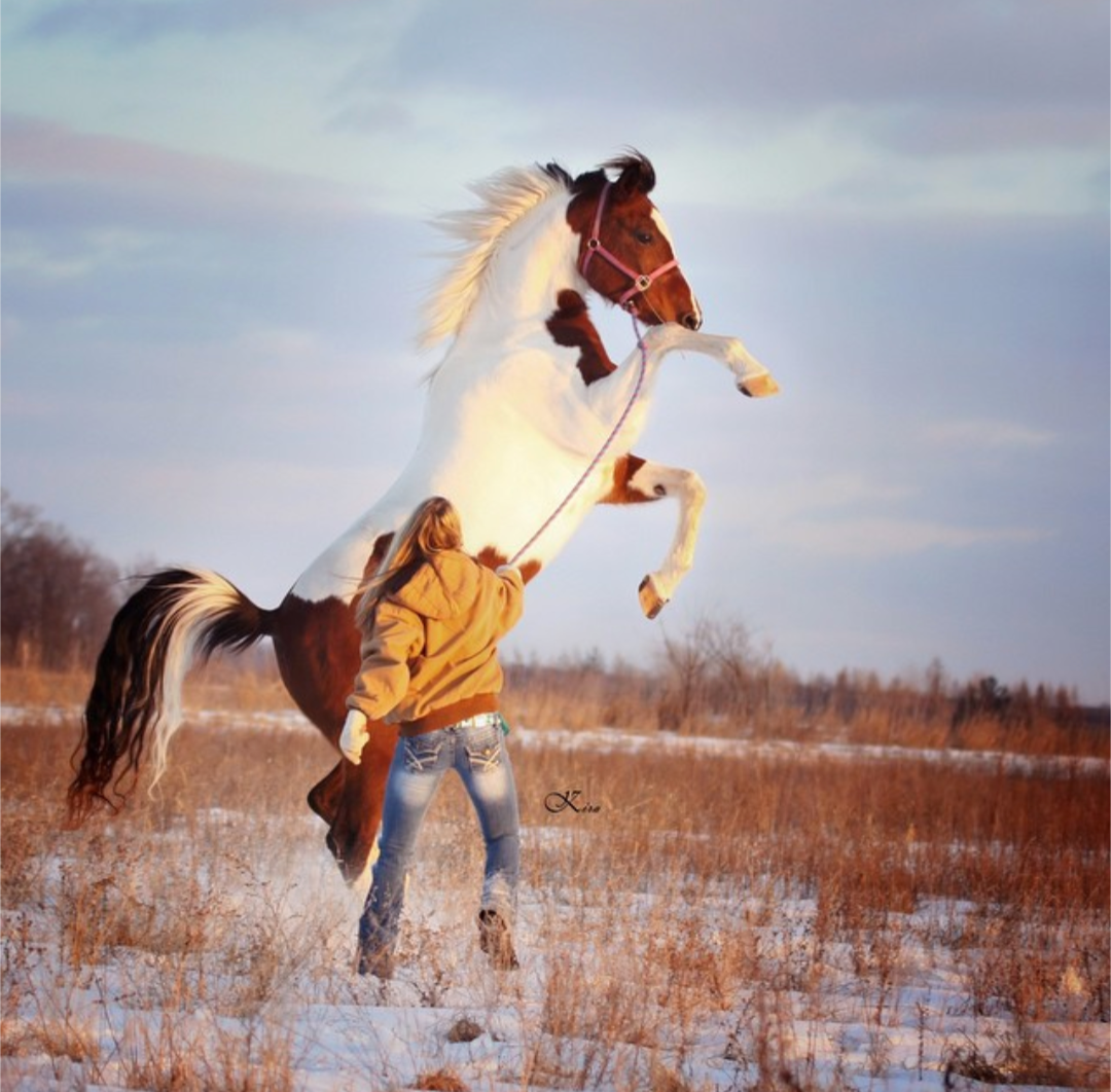 Horse rearing dramatically in snowy winter field during sunset.