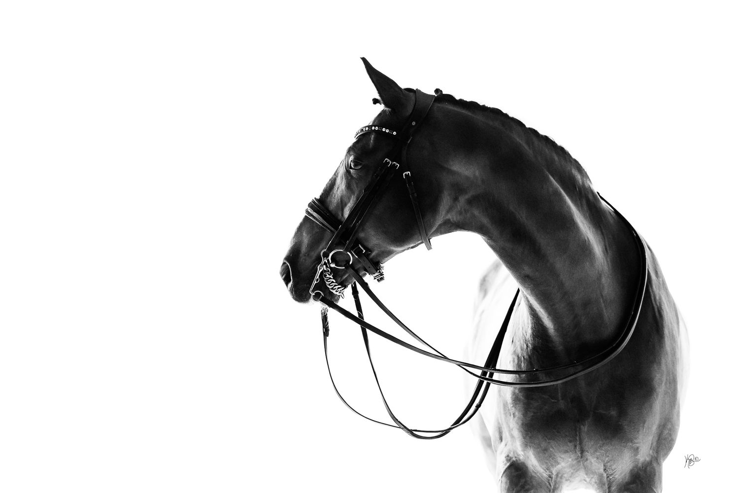 black and white fine art horse photo of a dressage horse in a full bridle looking off to the left.