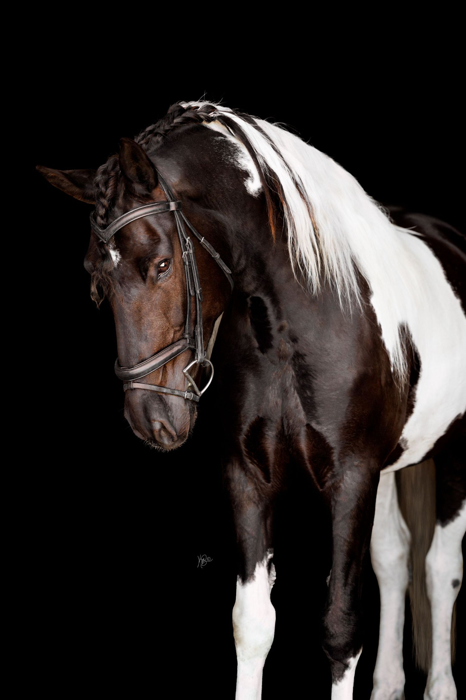 Brown and white paint horse wearing a bridle, photographed against a dramatic black background.
