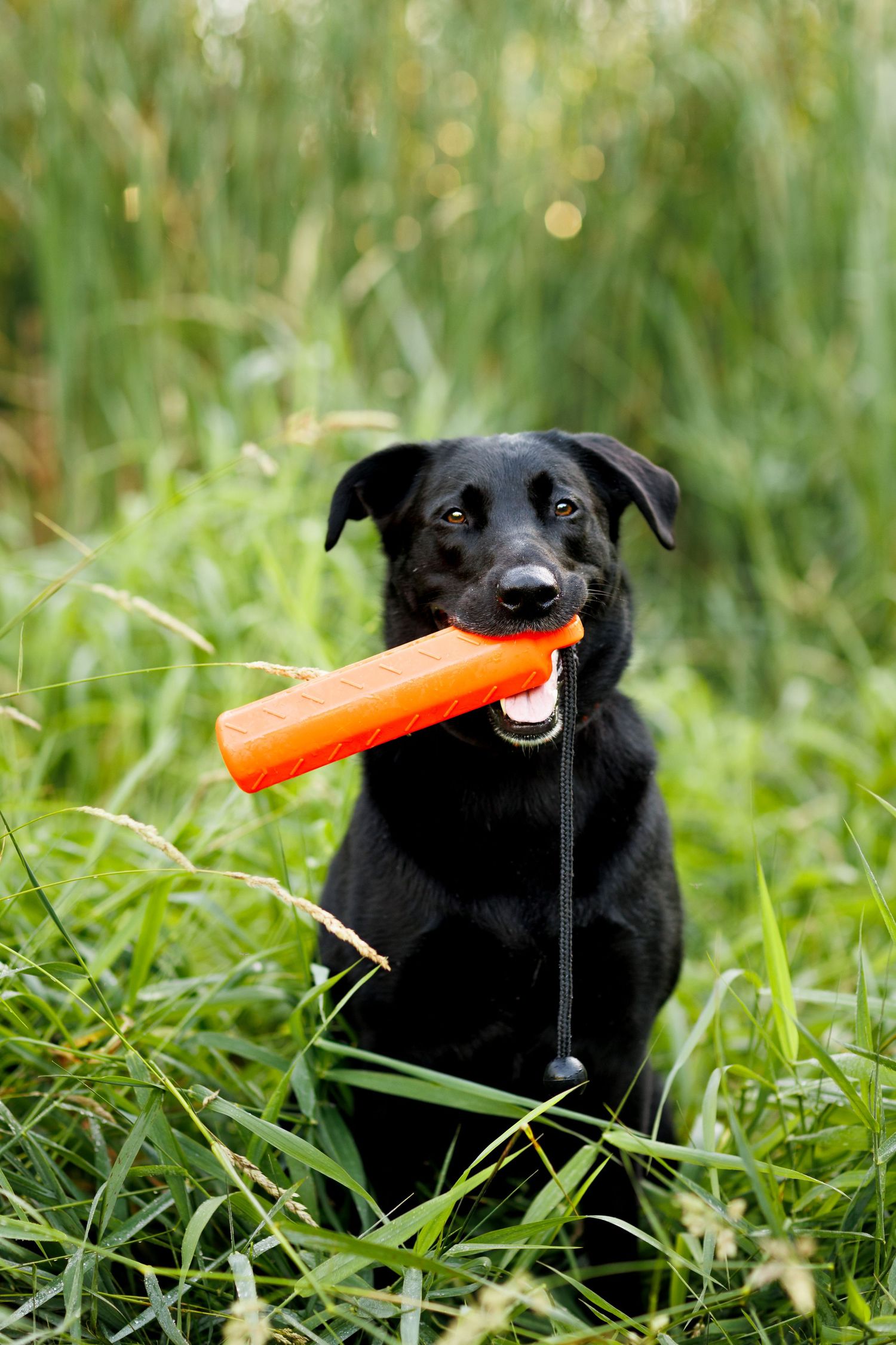 Black Labrador retriever carrying orange decoy in tall grass.