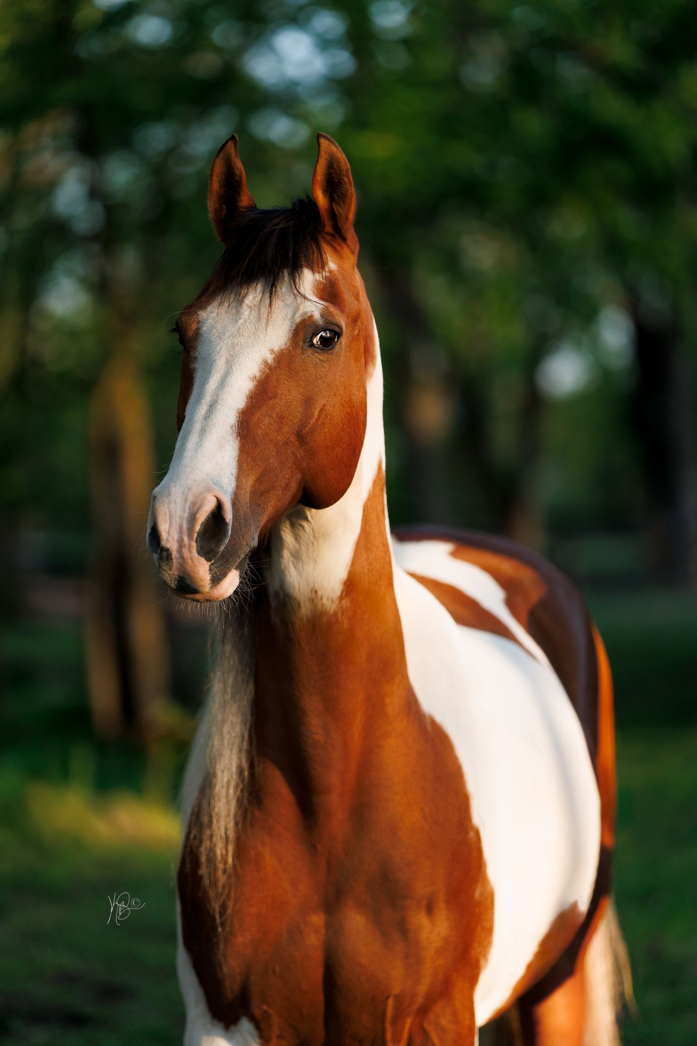 The edited image of the same bay and white pinto horse, with direct sunlight and a dark green background and colors that are true to life