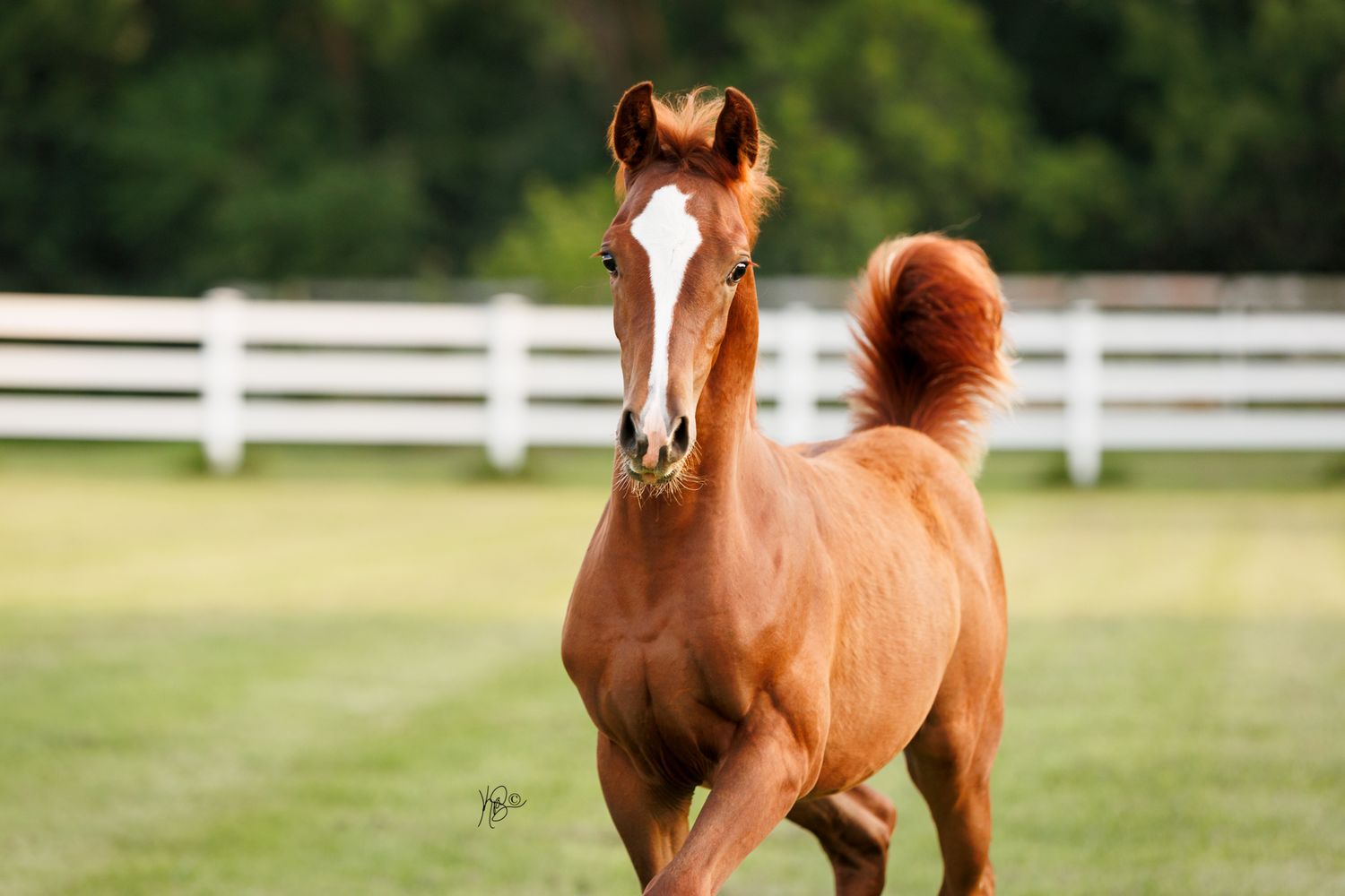 A chestnut arabian foal runs and plays in a grassy paddock with white fencing in the background.