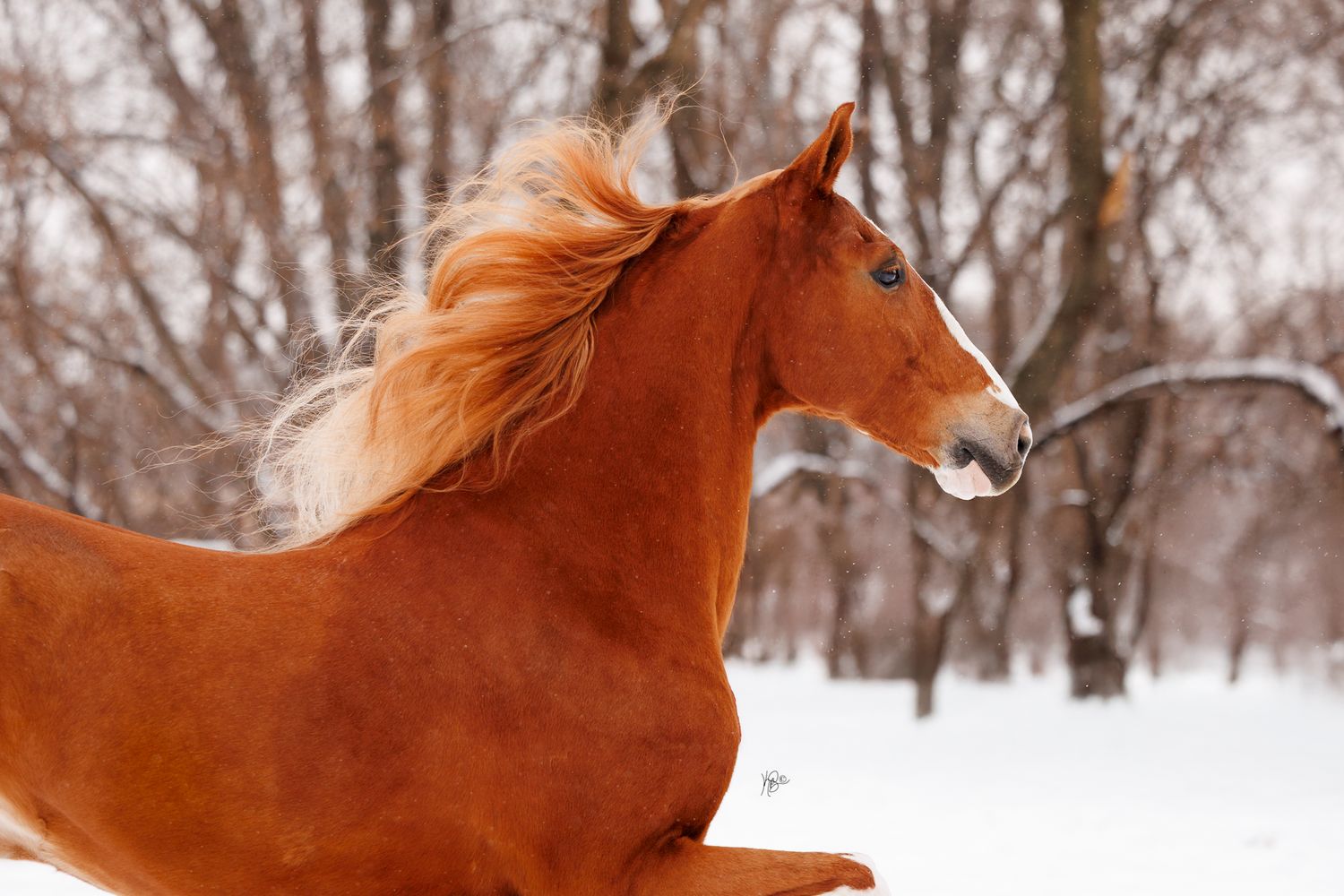 A majestic chestnut horse with flowing mane runs through a snowy winter landscape with bare trees in the background.