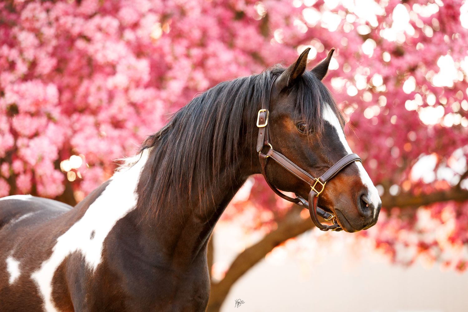 A majestic brown and white paint horse wearing a halter stands before blooming pink cherry blossom trees.