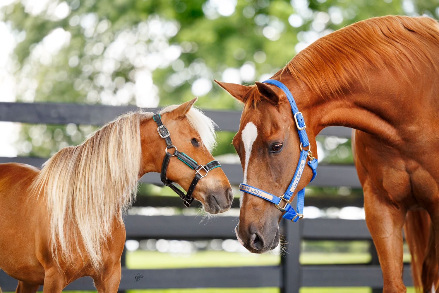 Two chestnut horses, a large and a small pony, touching noses in a fenced paddock with green trees behind.