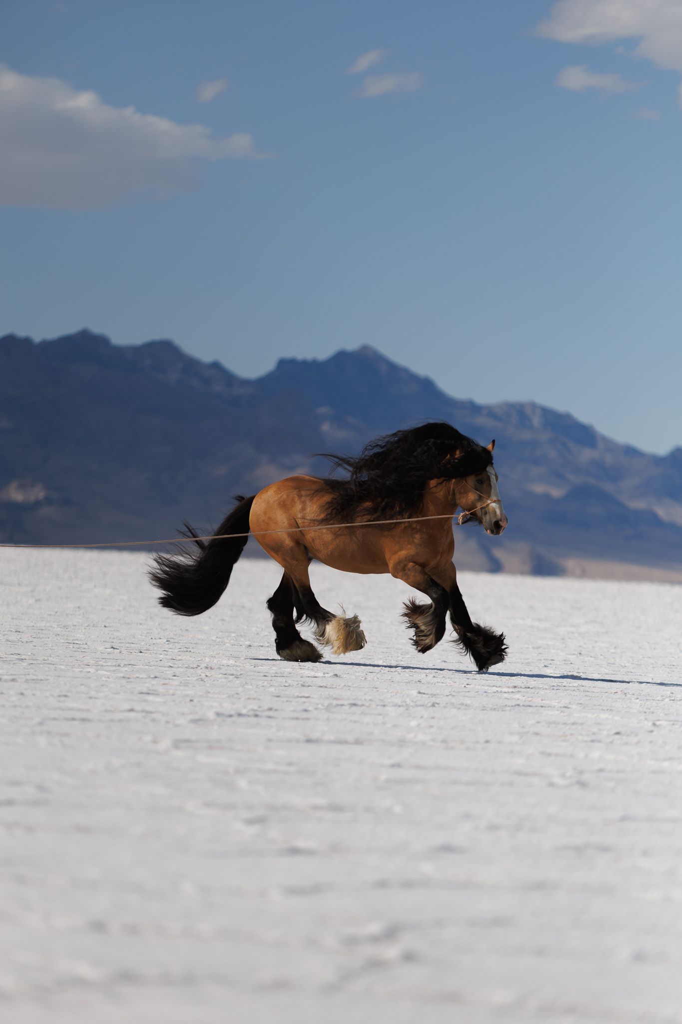 Unedited photo of a gypsy vanner horse cantering in the salt flats on a lunge line