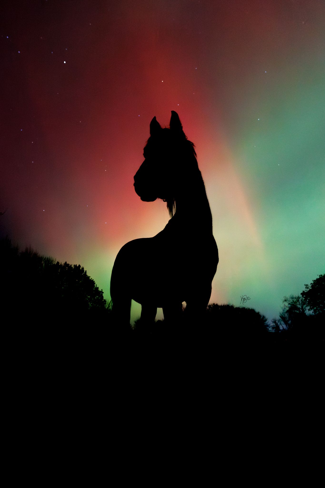 silhouette of a horse turning his head to the left, with streaks of bright aurora behind
