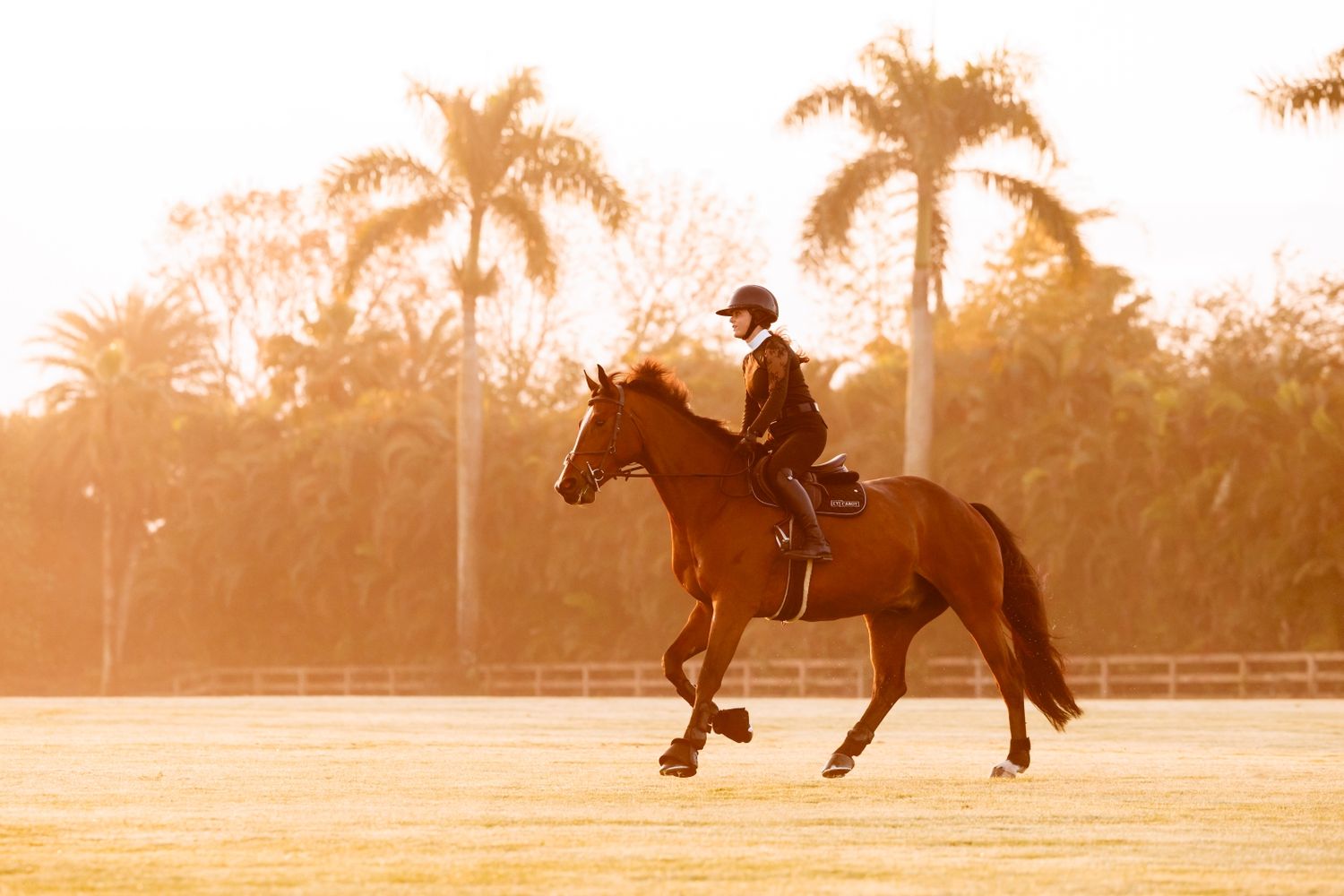 Equestrian rider on a bay horse cantering in the golden morning light with palm trees in the background.
