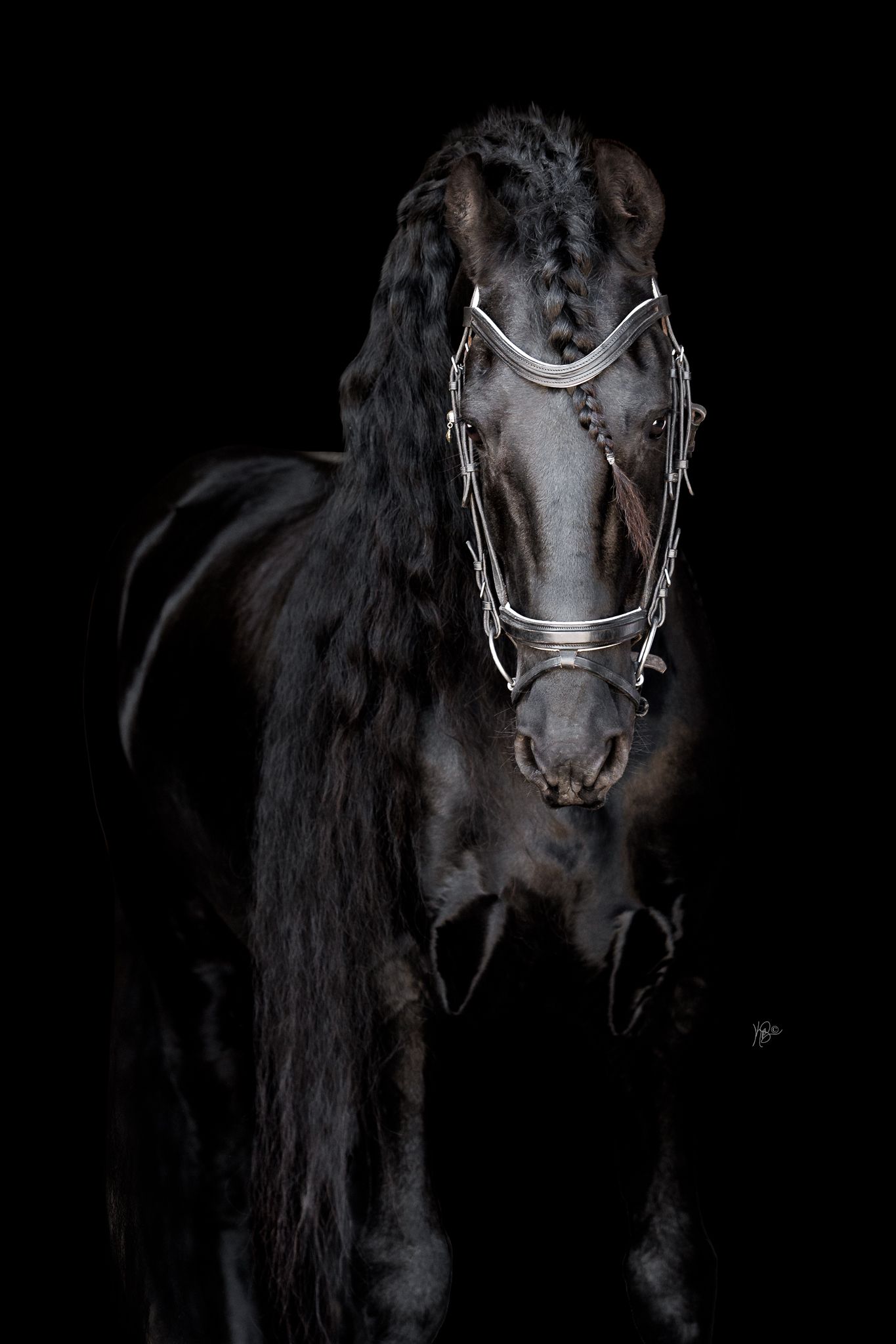Majestic black Friesian horse with braided mane wearing a silver bridle, photographed against a dark background.