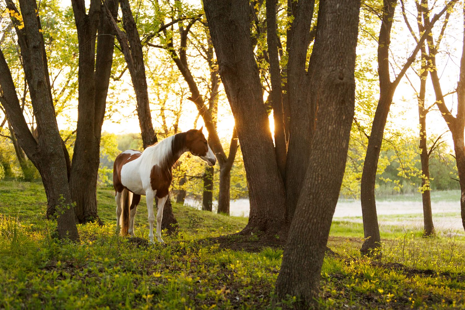 Sunlight filters through tall trees in forest setting with a horse as the subject in the frame.
