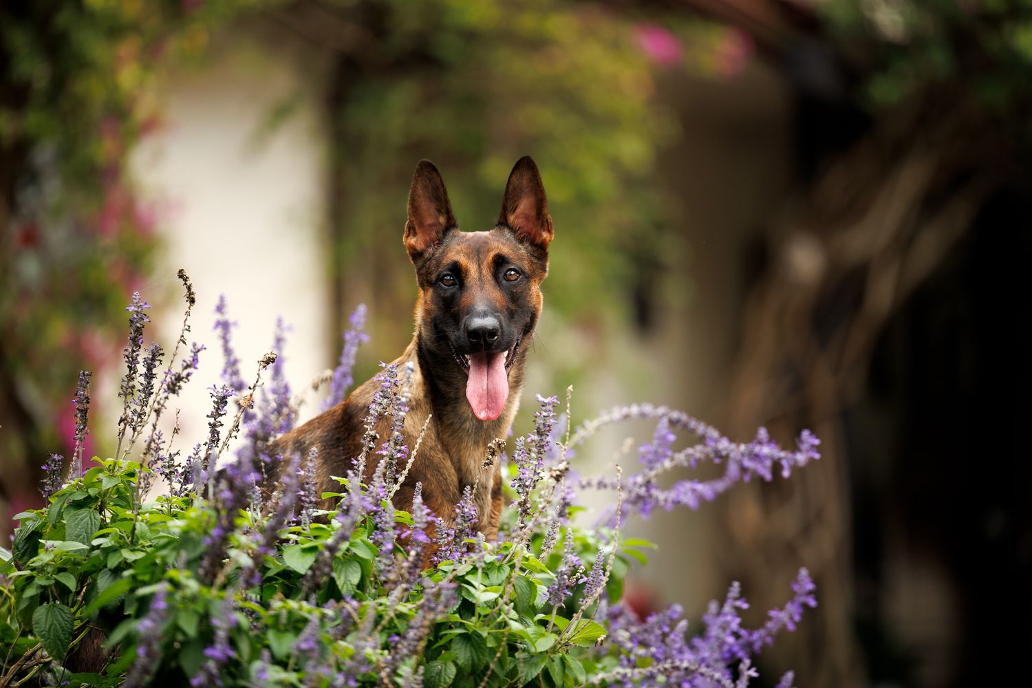 Brown dog peeks through purple wildflowers in a garden setting with natural lighting and shallow depth of field.