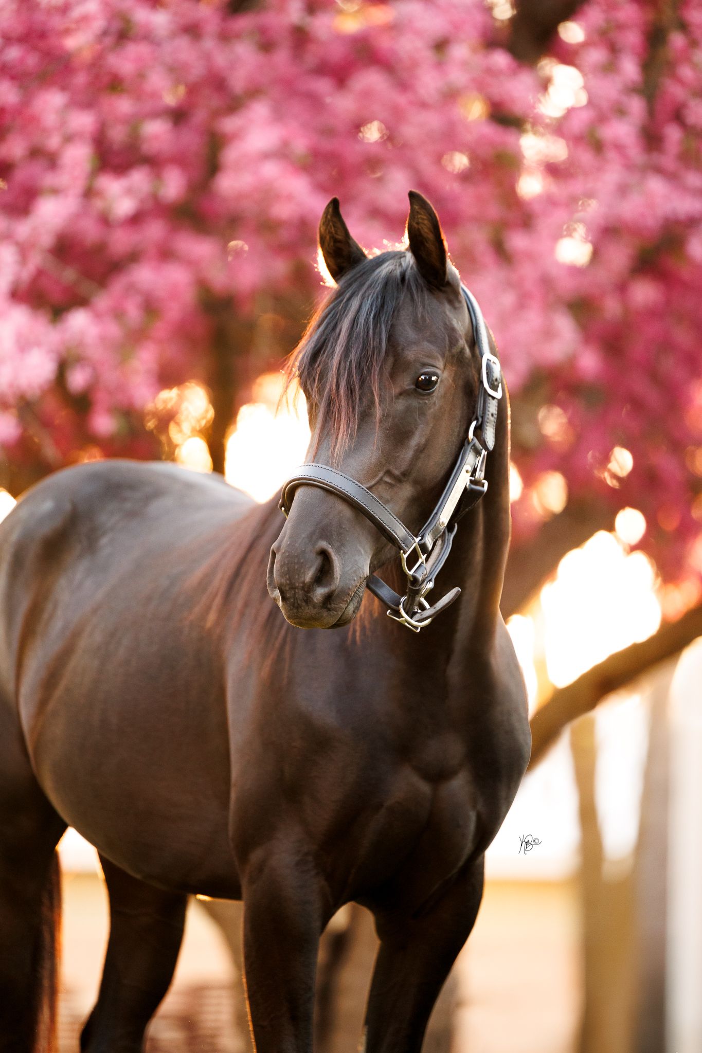 Close-up portrait of a black horse with pink flowering trees glowing in warm sunset light.