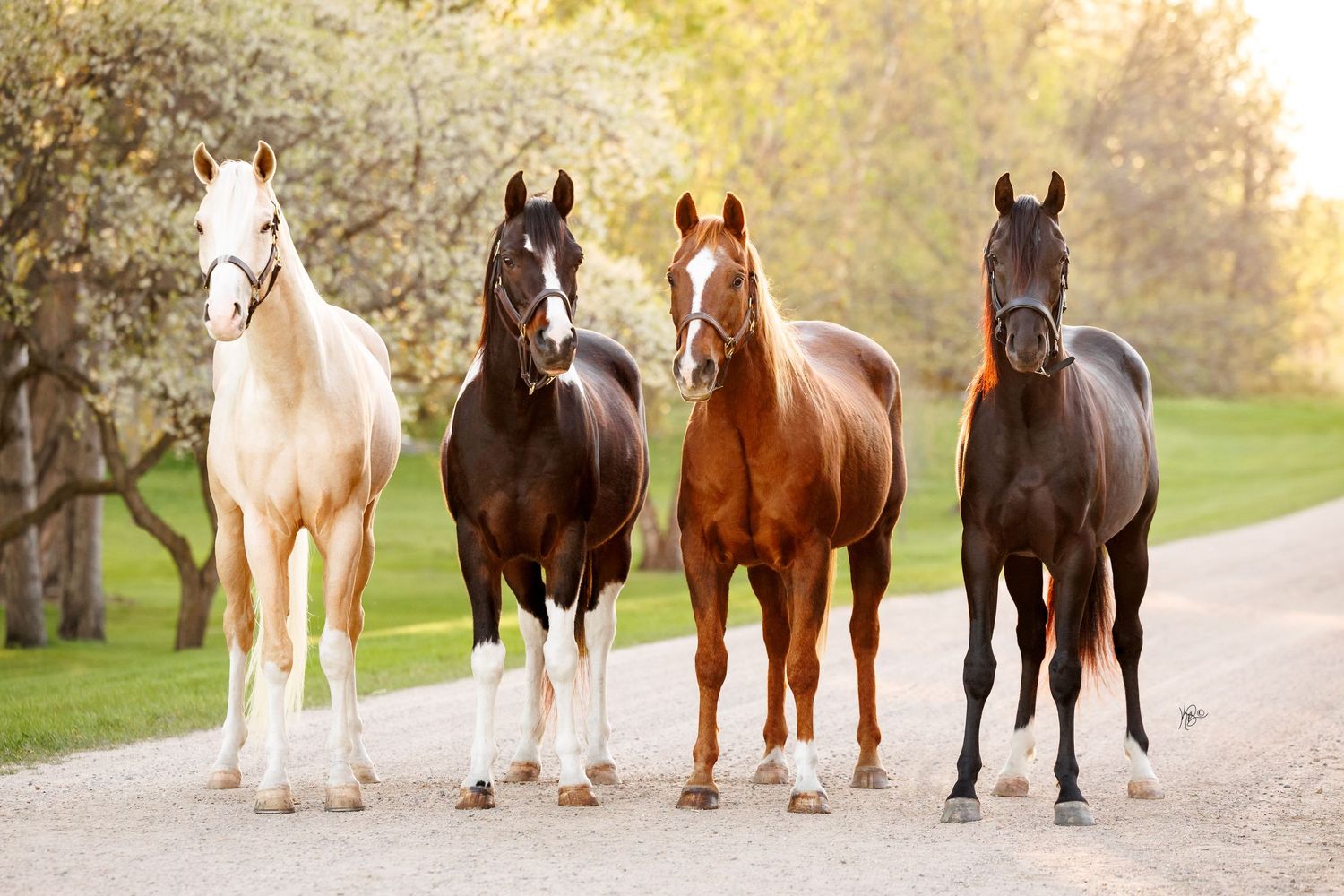 Four horses in palomino, dark bay, chestnut, and black stand together on a tree-lined path in spring.