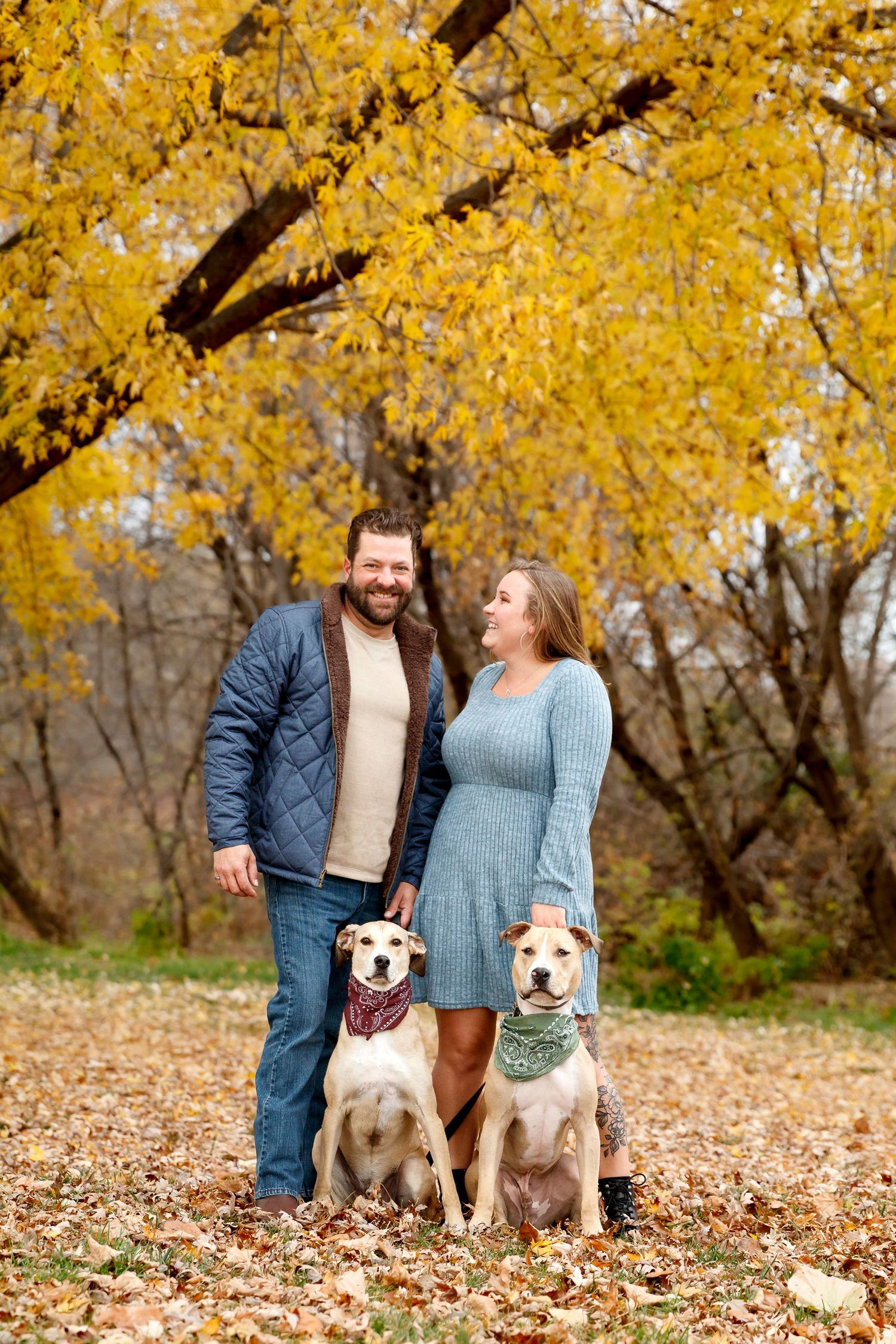 Couple with two dogs posing under yellow fall foliage.