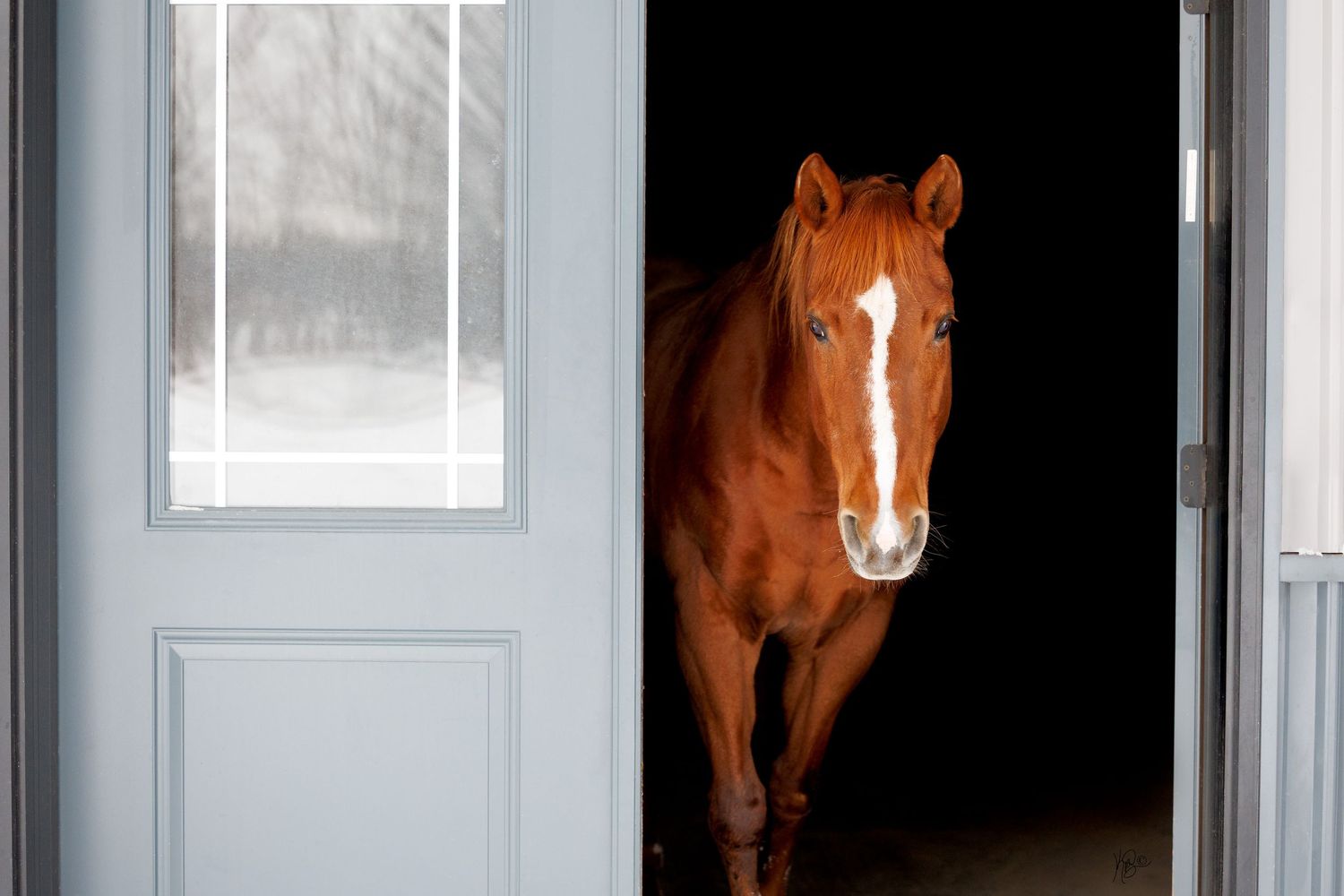 Chestnut horse peeks through doorway of grey barn with white trim.
