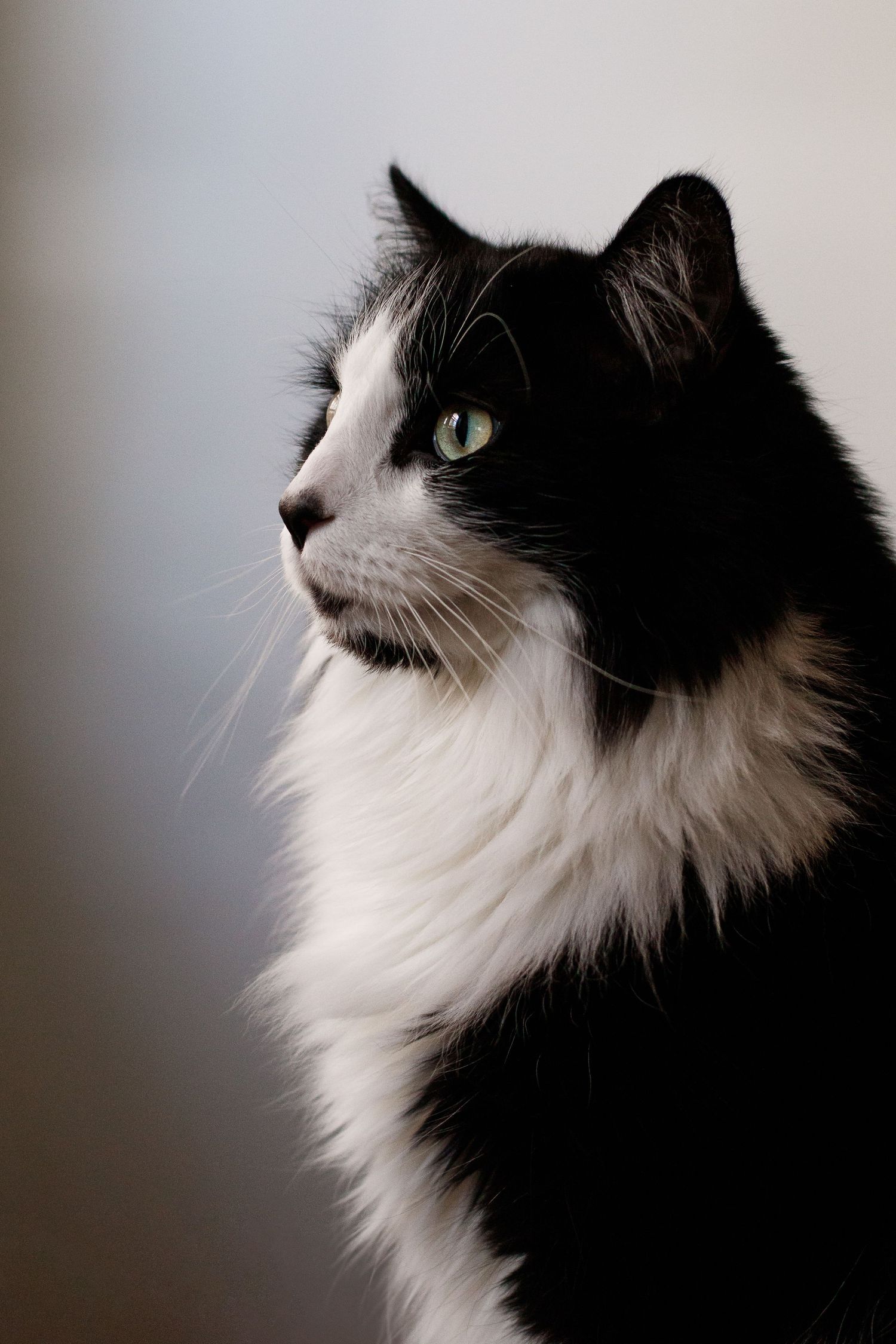 Black and white cat with long fur looking to the side against a light background.