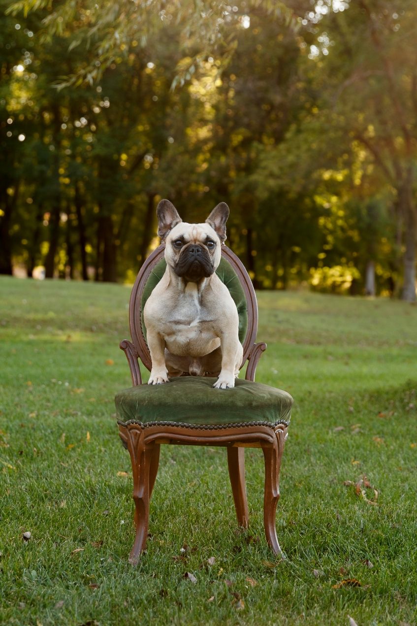 French Bulldog sitting upright on vintage green chair outdoors.
