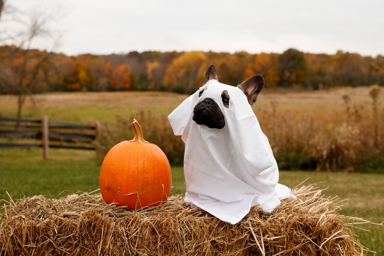 Dog dressed as ghost sitting on hay bale next to pumpkin in autumn scene.