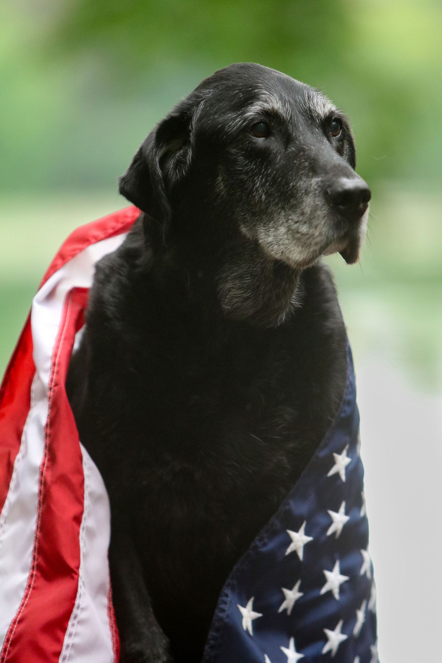 Black Labrador wrapped in American flag in outdoor setting.