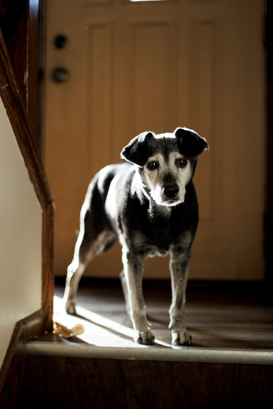 Black and white terrier mix dog standing in sunlit doorway.
