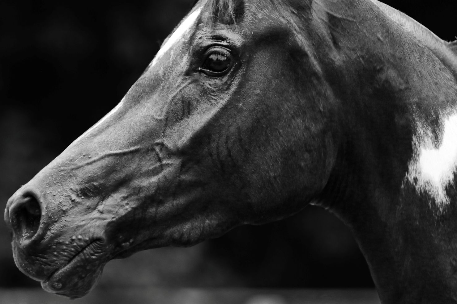 Close-up profile shots of a dark horse's face and eyes in black and white.