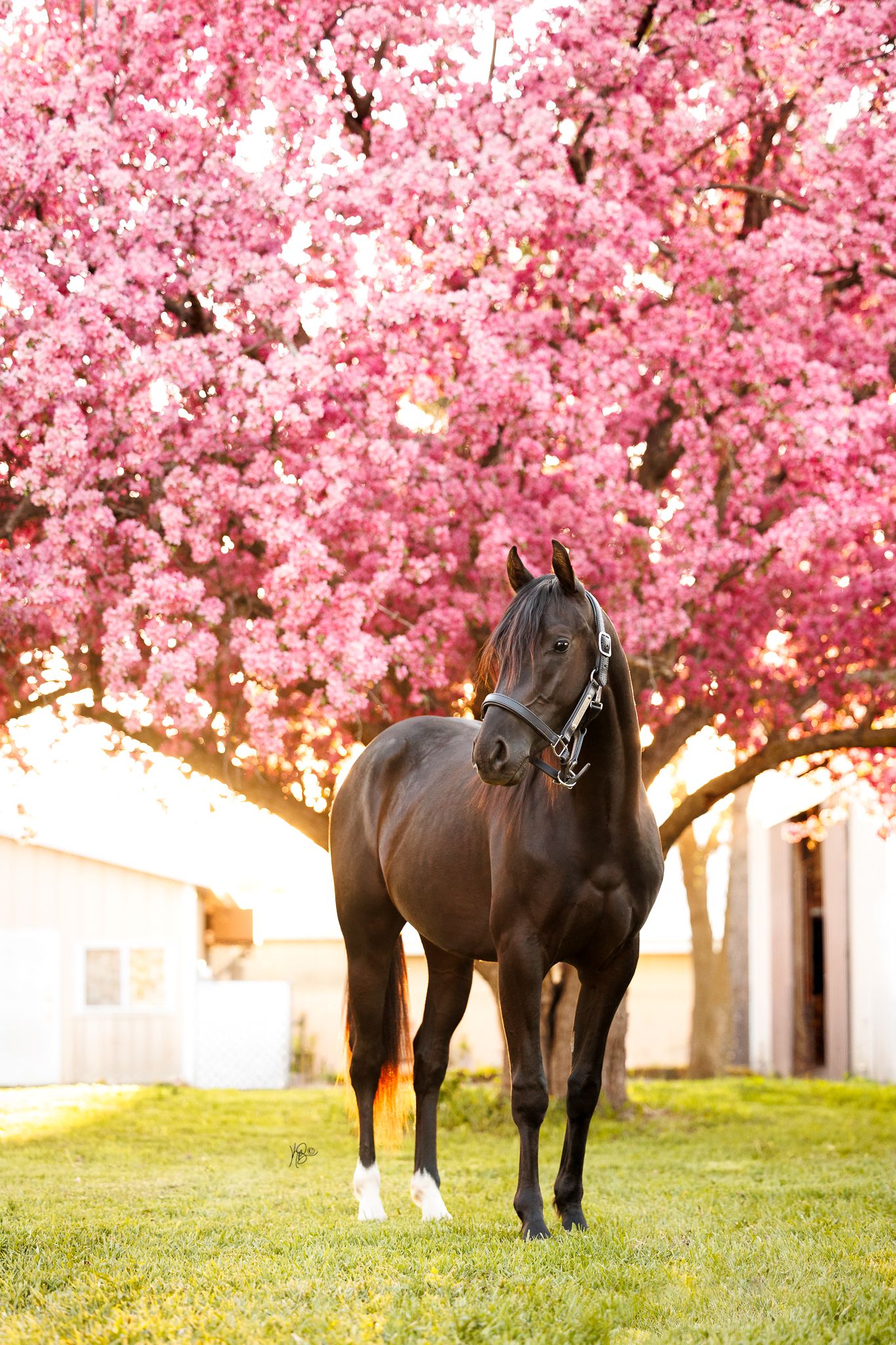 Dark bay horse stands on green grass beneath a blooming pink cherry blossom tree in golden hour light.