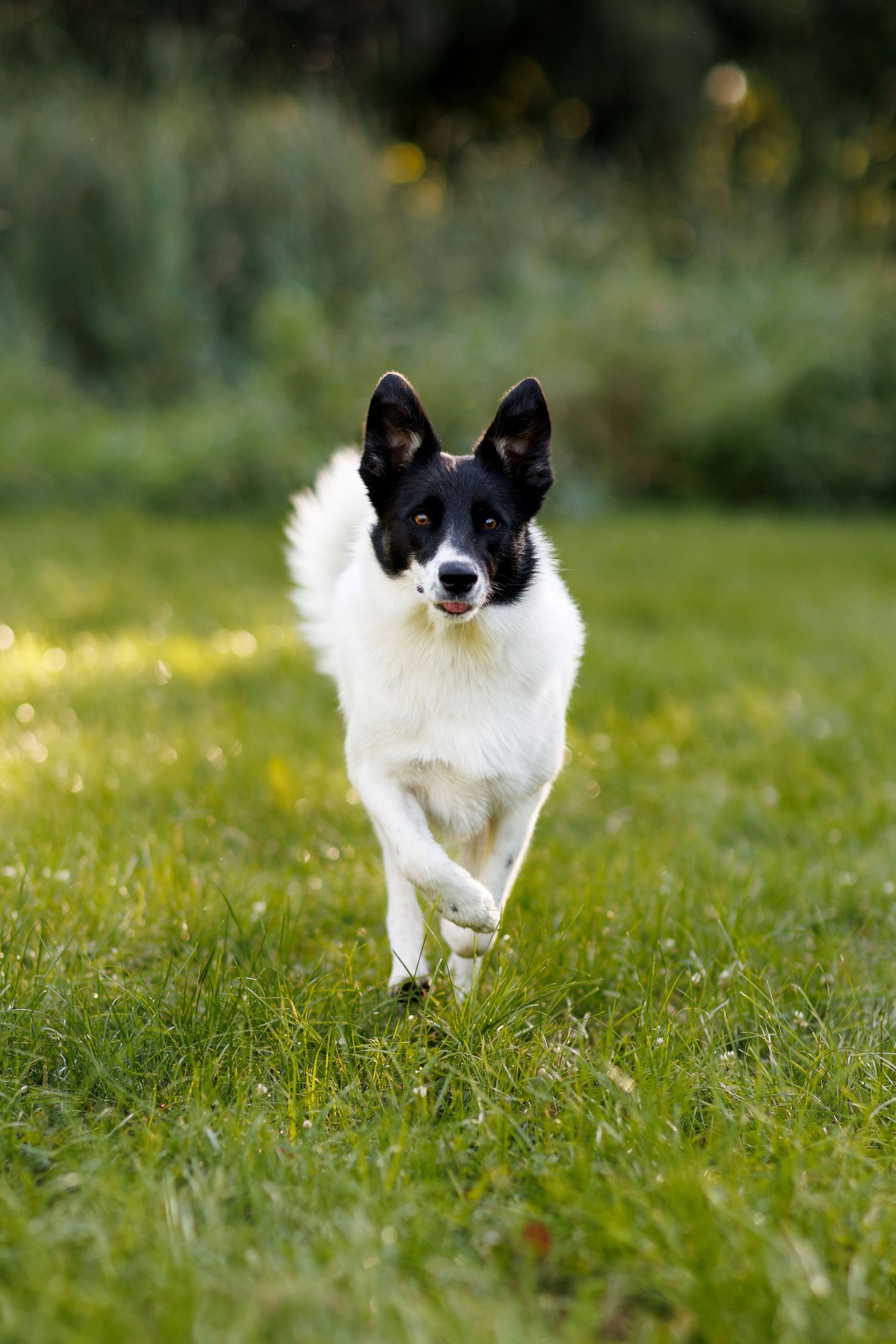 Black and white dog running through green grass field towards the photographer.
