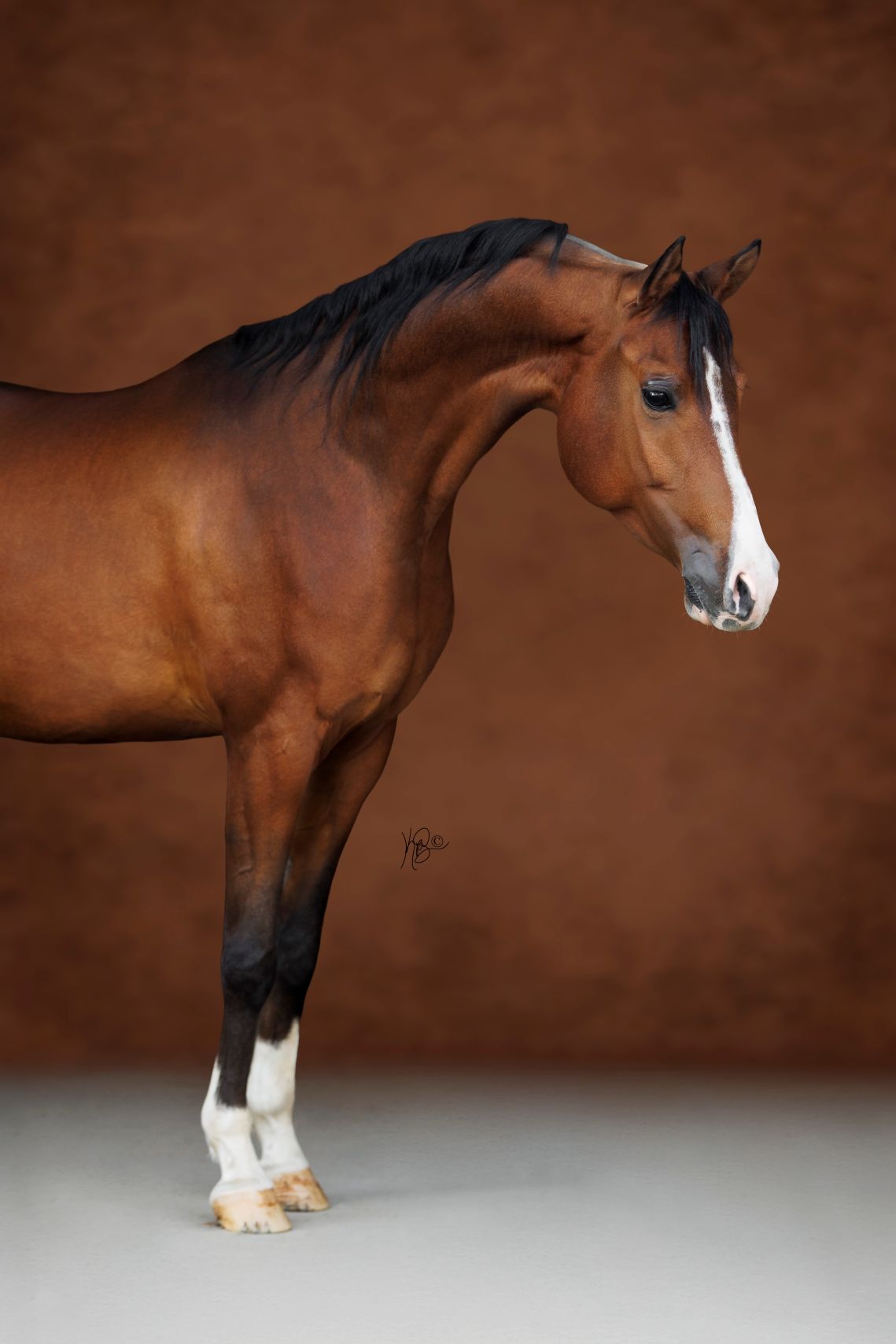 Bay horse photographed against brown backdrop in studio lighting.