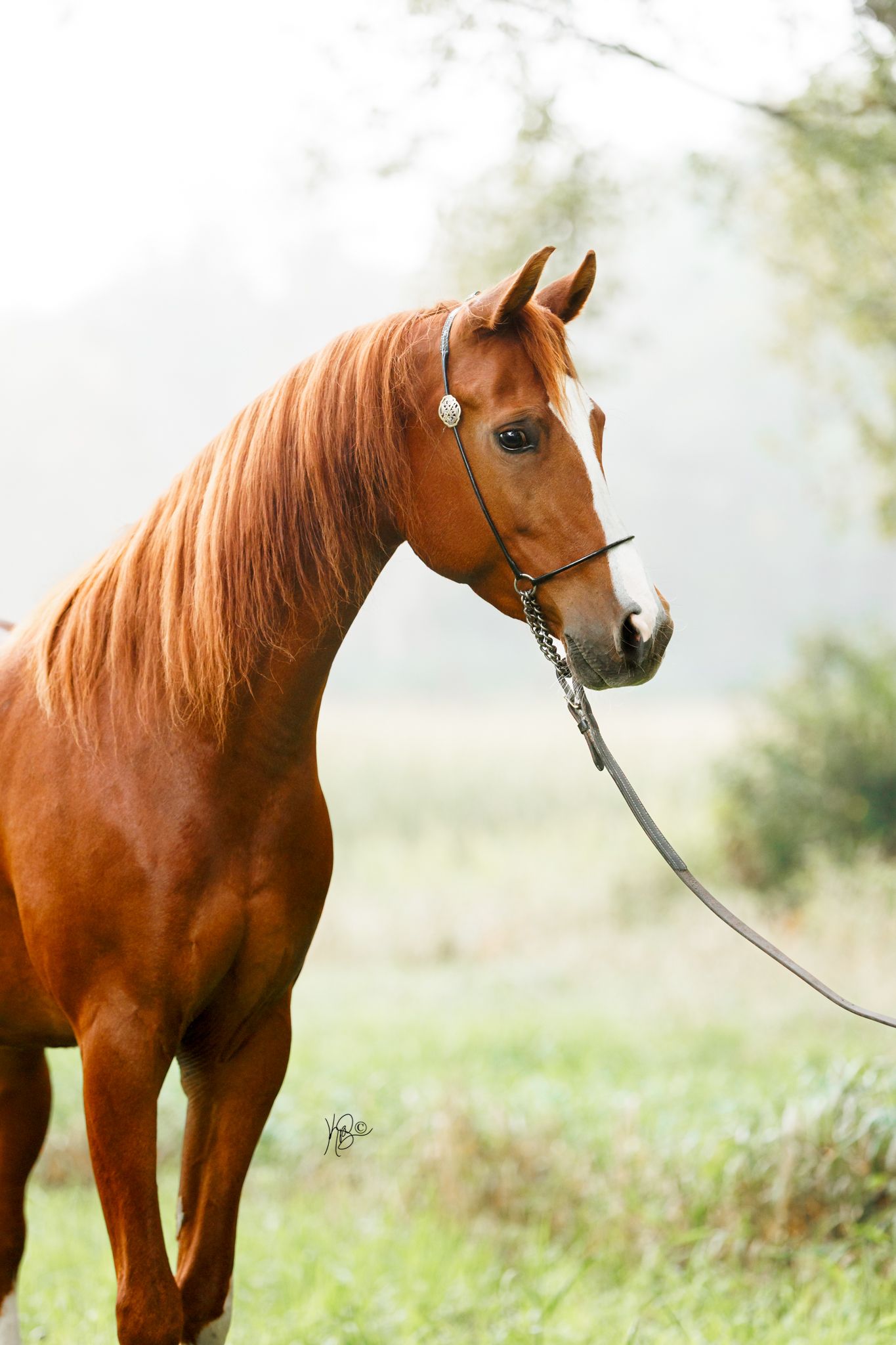 A chestnut horse with a show halter poses elegantly in a foggy field.