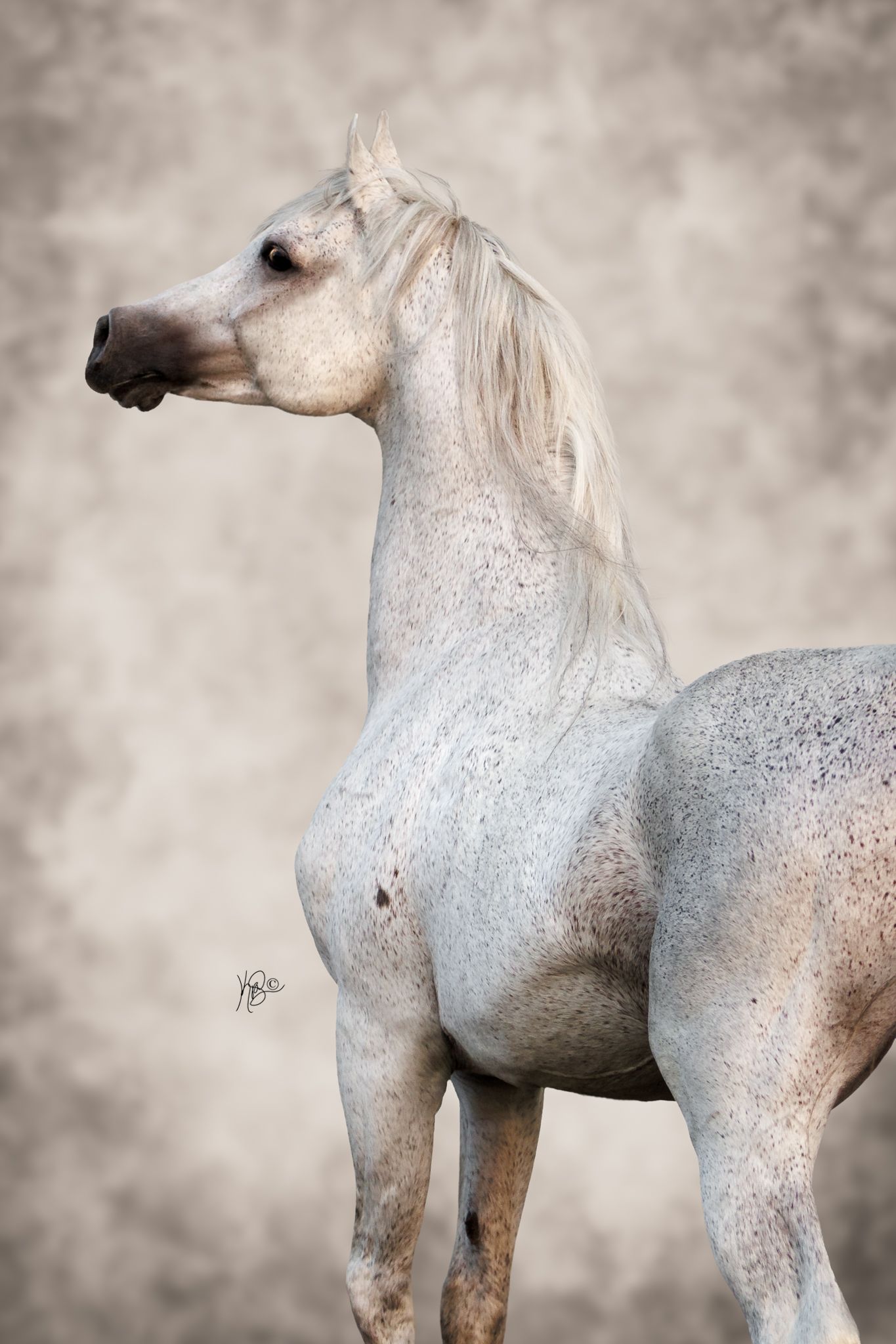 Edited fine art portrait of a grey arabian stallion against a grey backdrop