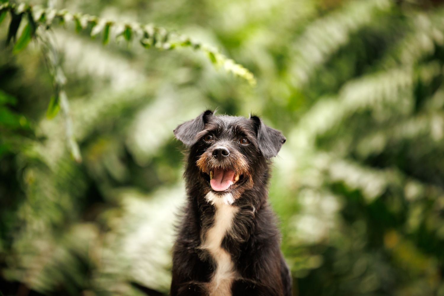 Happy black and white mixed breed dog smiling at camera with green fern foliage in soft focus background.