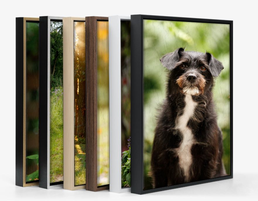 Stack of framed canvas prints with a black and white dog portrait displayed on the frontmost print.