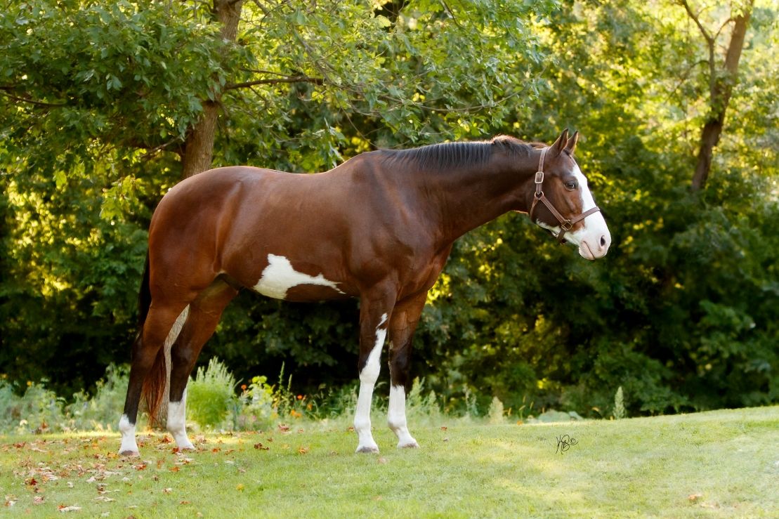 Paint horse standing for a portrait in a lush green field with trees in the background.