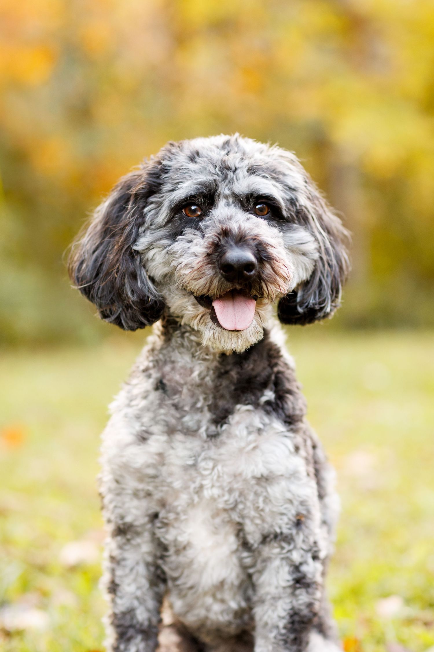 Gray poodle mix smiling at camera in autumn setting.