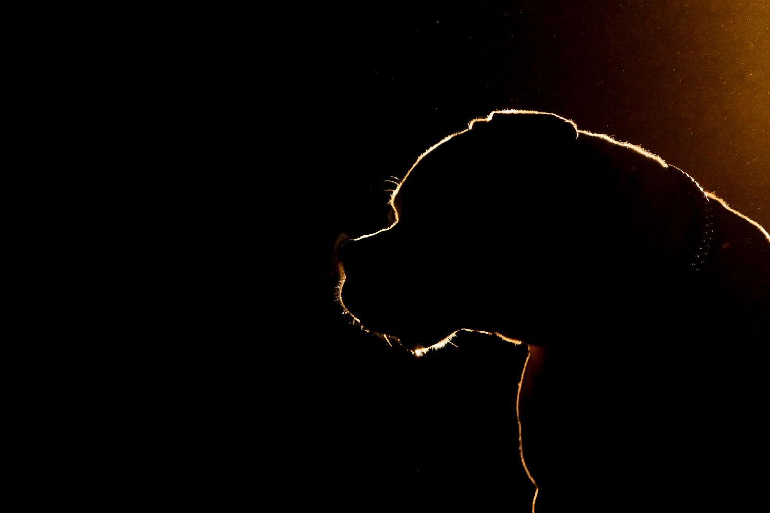 Profile of a dog silhouette outlined by rim lighting