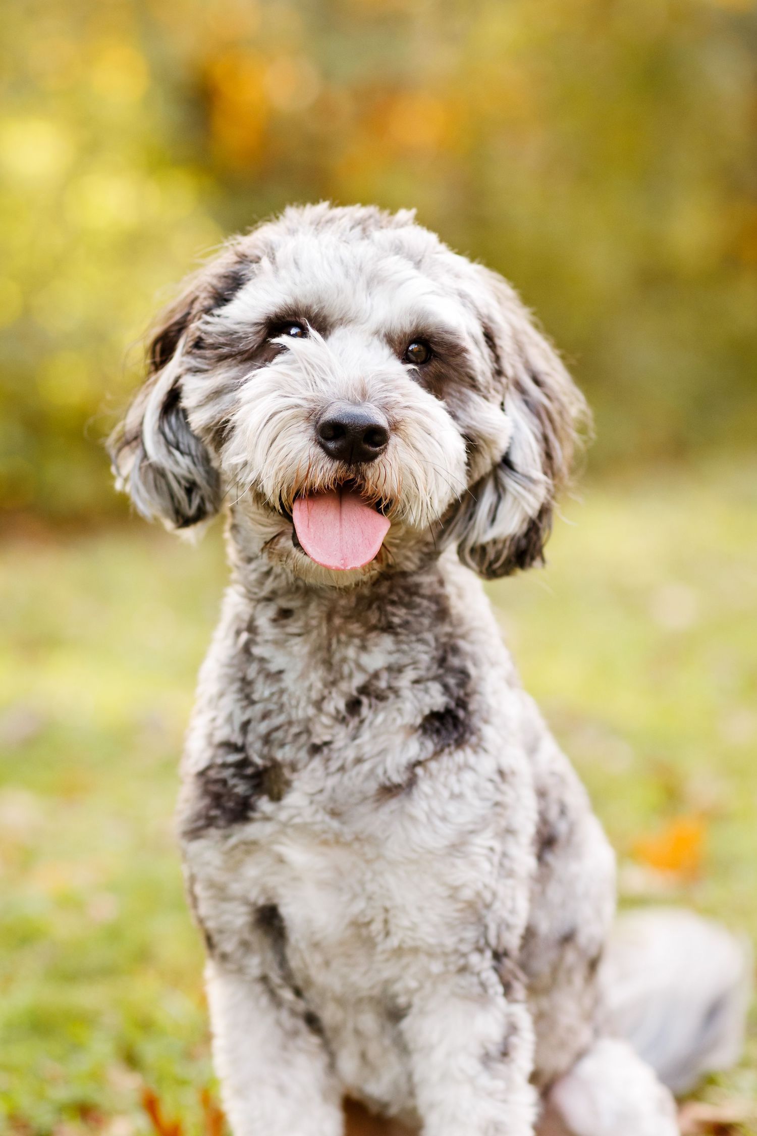 Shaggy gray dog showing playful expressions in outdoor portrait series.