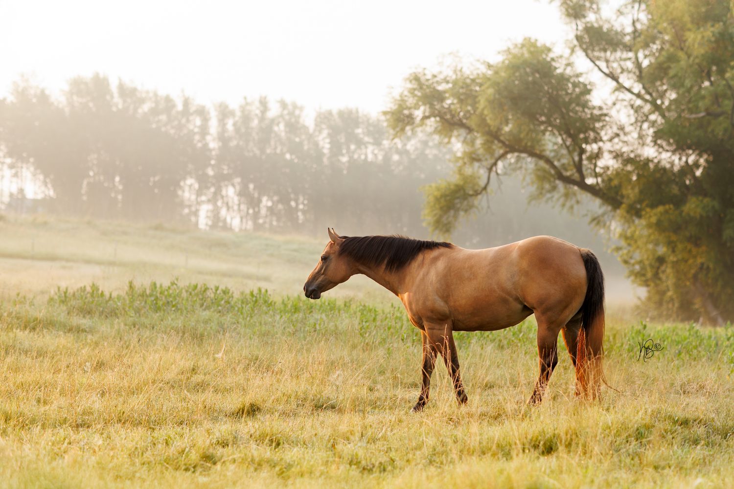 A brown horse stands in a misty golden field at sunrise with trees in the background.