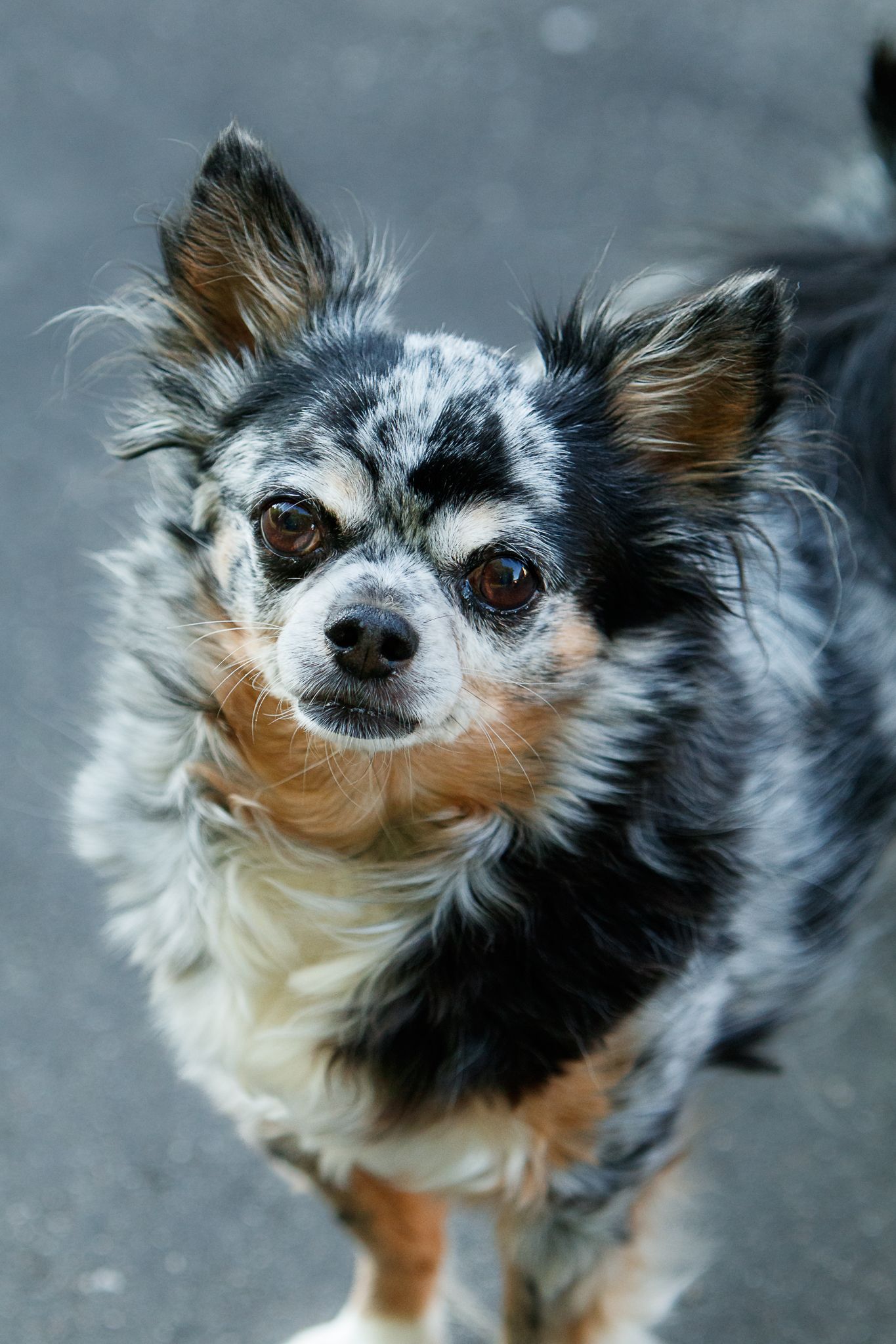 A merle Chihuahua with fluffy fur gazes intently at the camera.