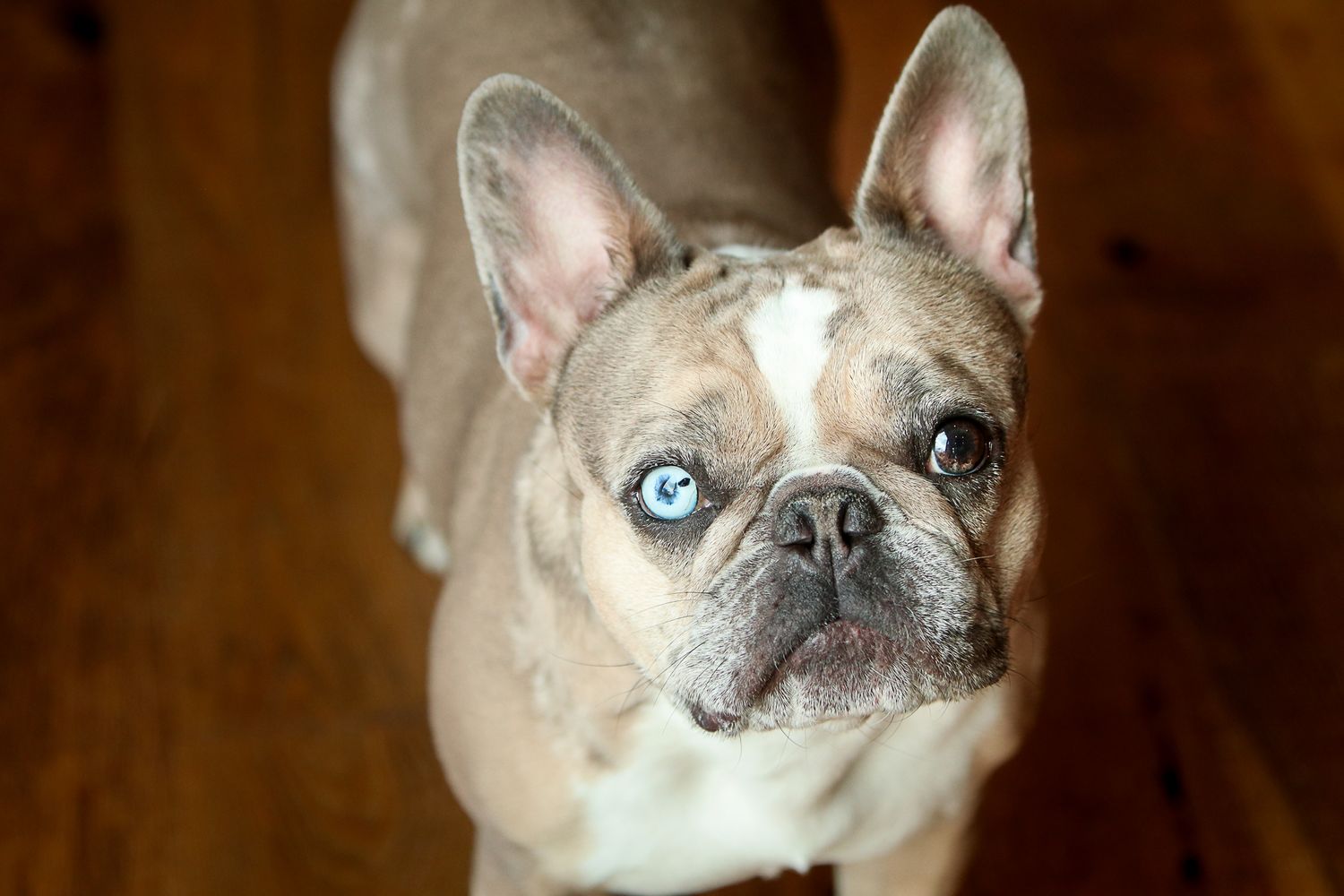 French bulldog's face in dramatic lighting showing distinctive facial features.