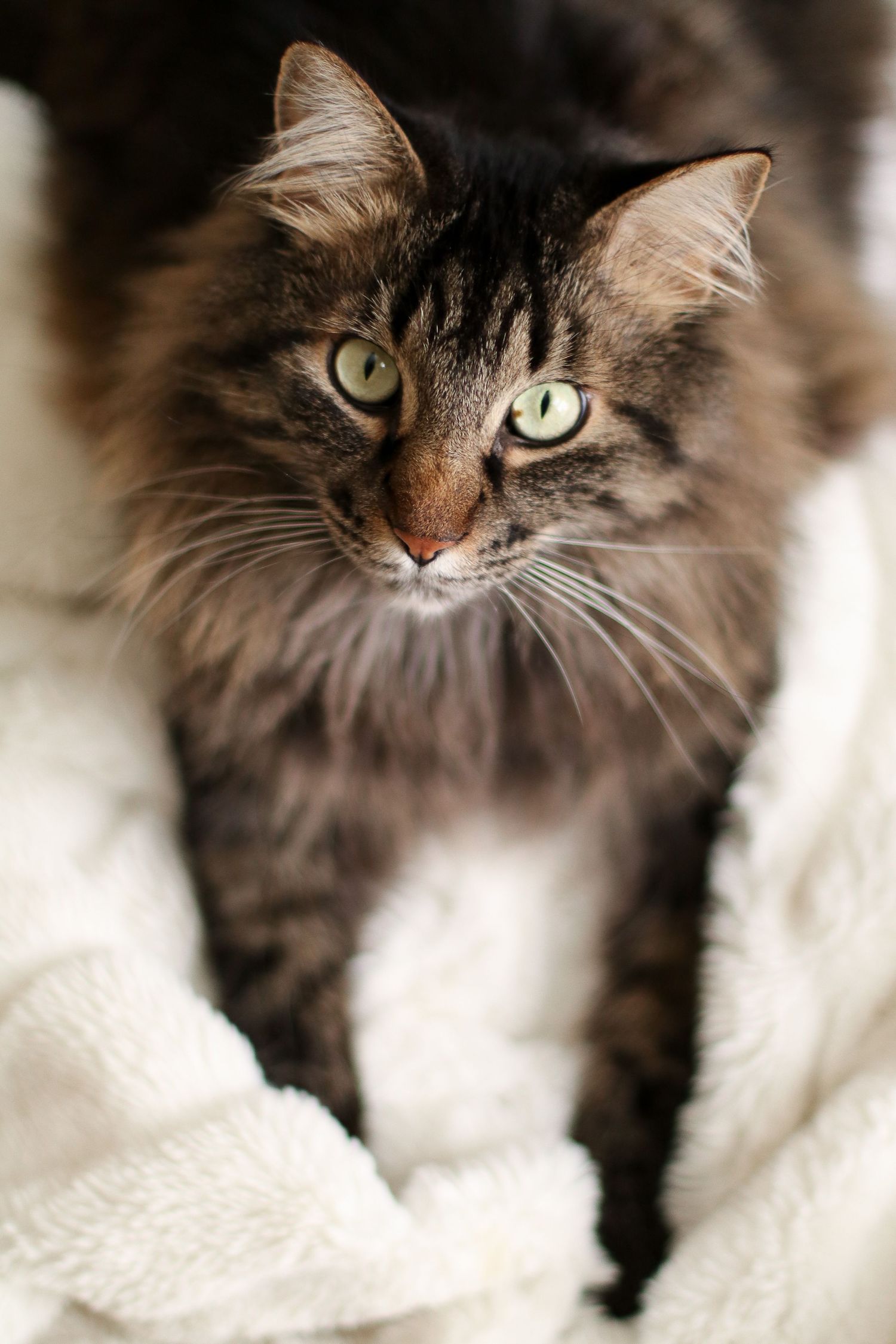 Close up portrait of fluffy brown cat with bright green eyes.