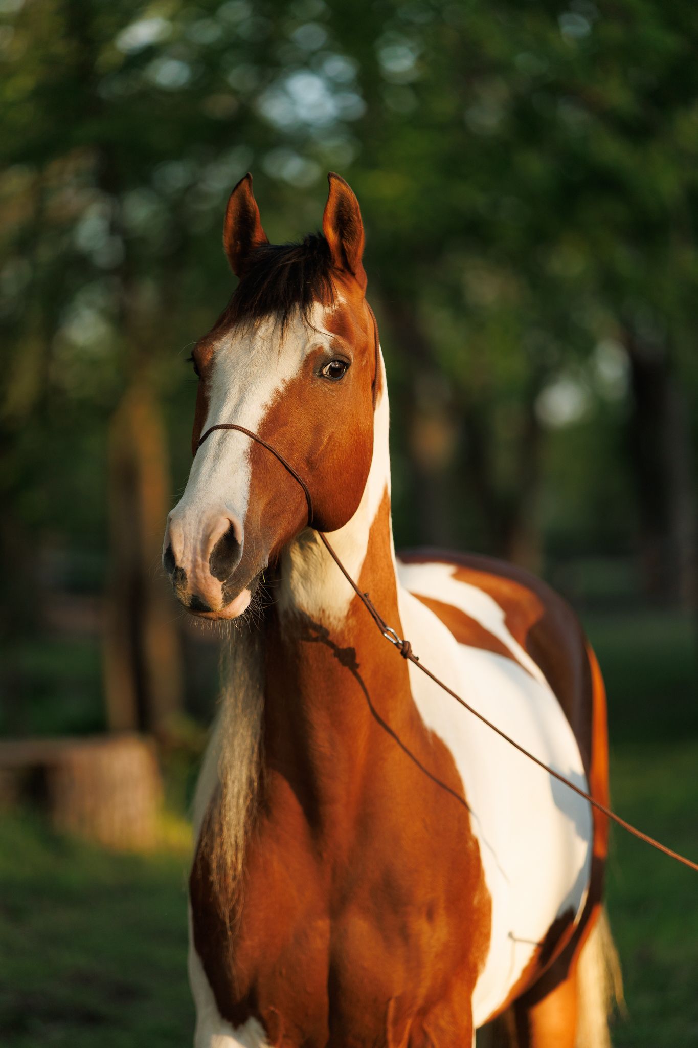 A before-edit image of a bay and white pinto horse with a photo halter on, with direct sunlight and a dark green background