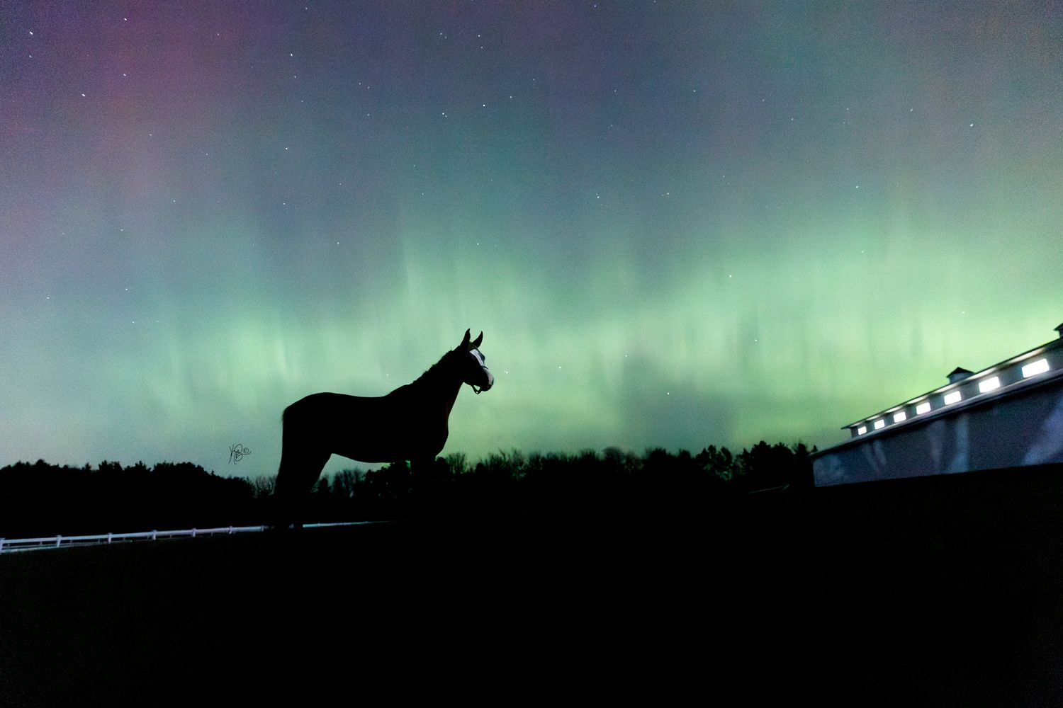 A wide view of the green and blue northern lights, and a horse with a white blaze looking over the horizon