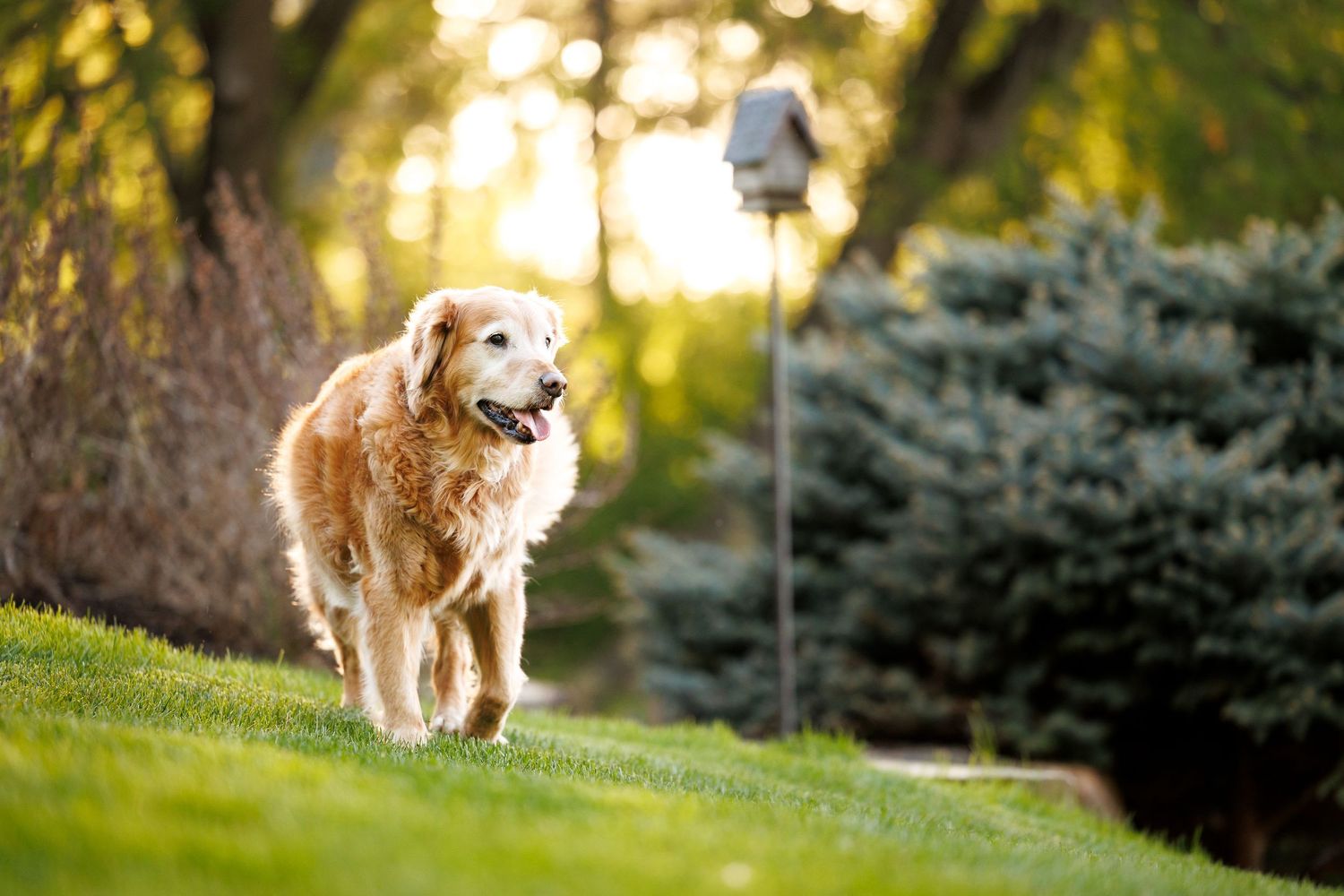 Golden retriever dog walking on lush green grass in a sunny backyard garden with trees and a birdhouse.