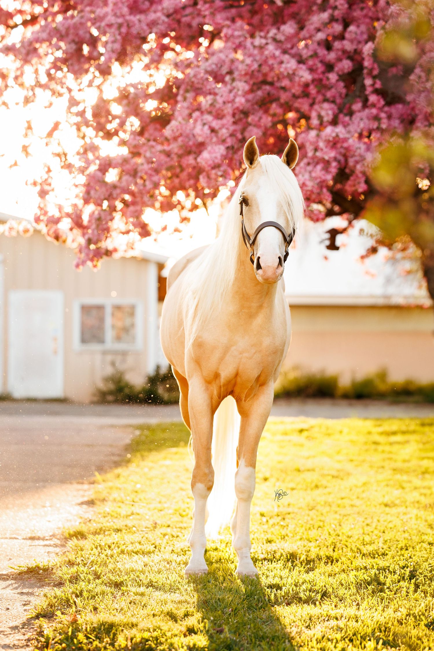 A glowing palomino horse stands on green grass beneath a blooming pink blooming tree in front of a barn.