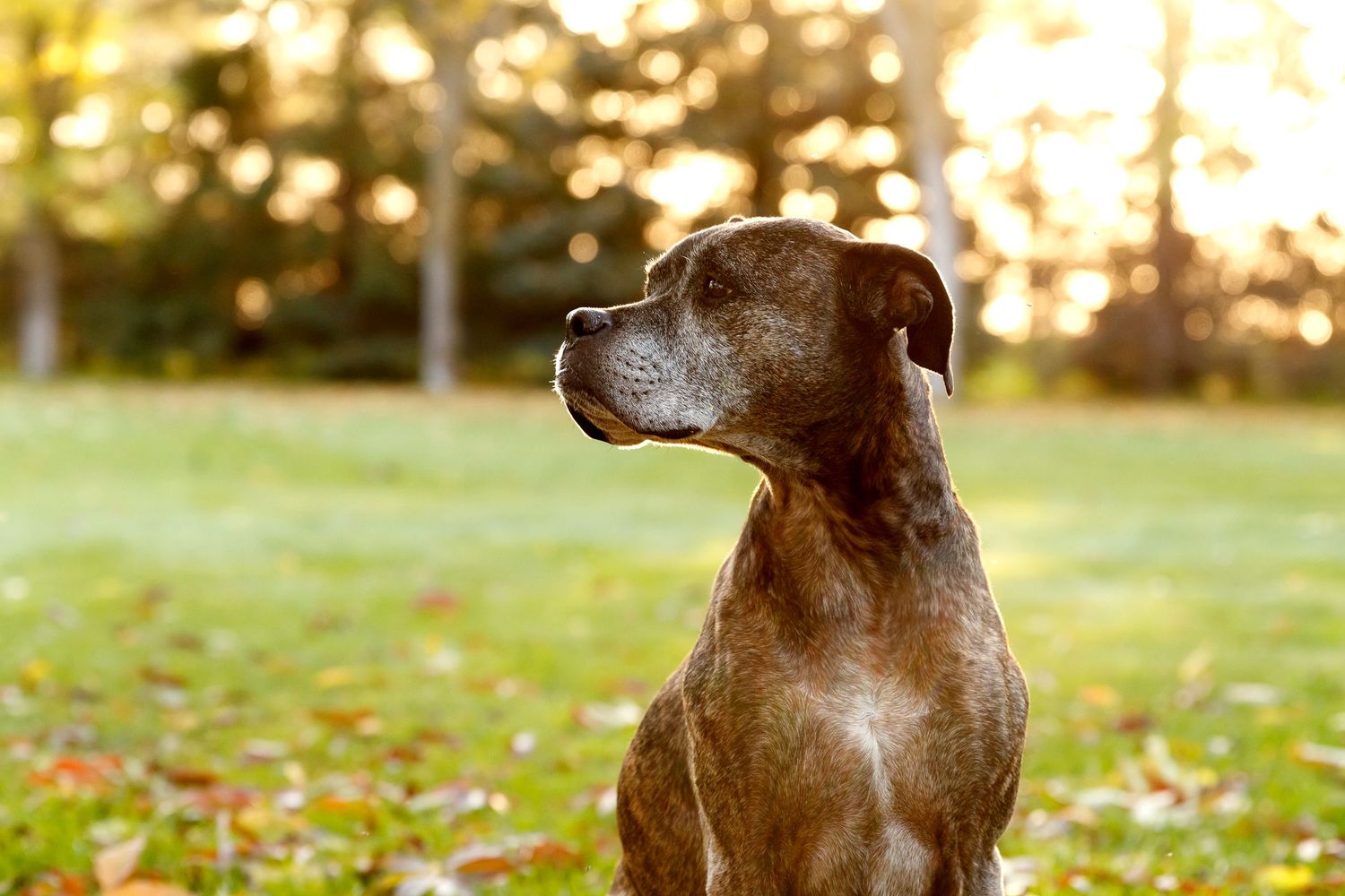 Boxer dog sitting in autumn grass at sunset with golden lighting.